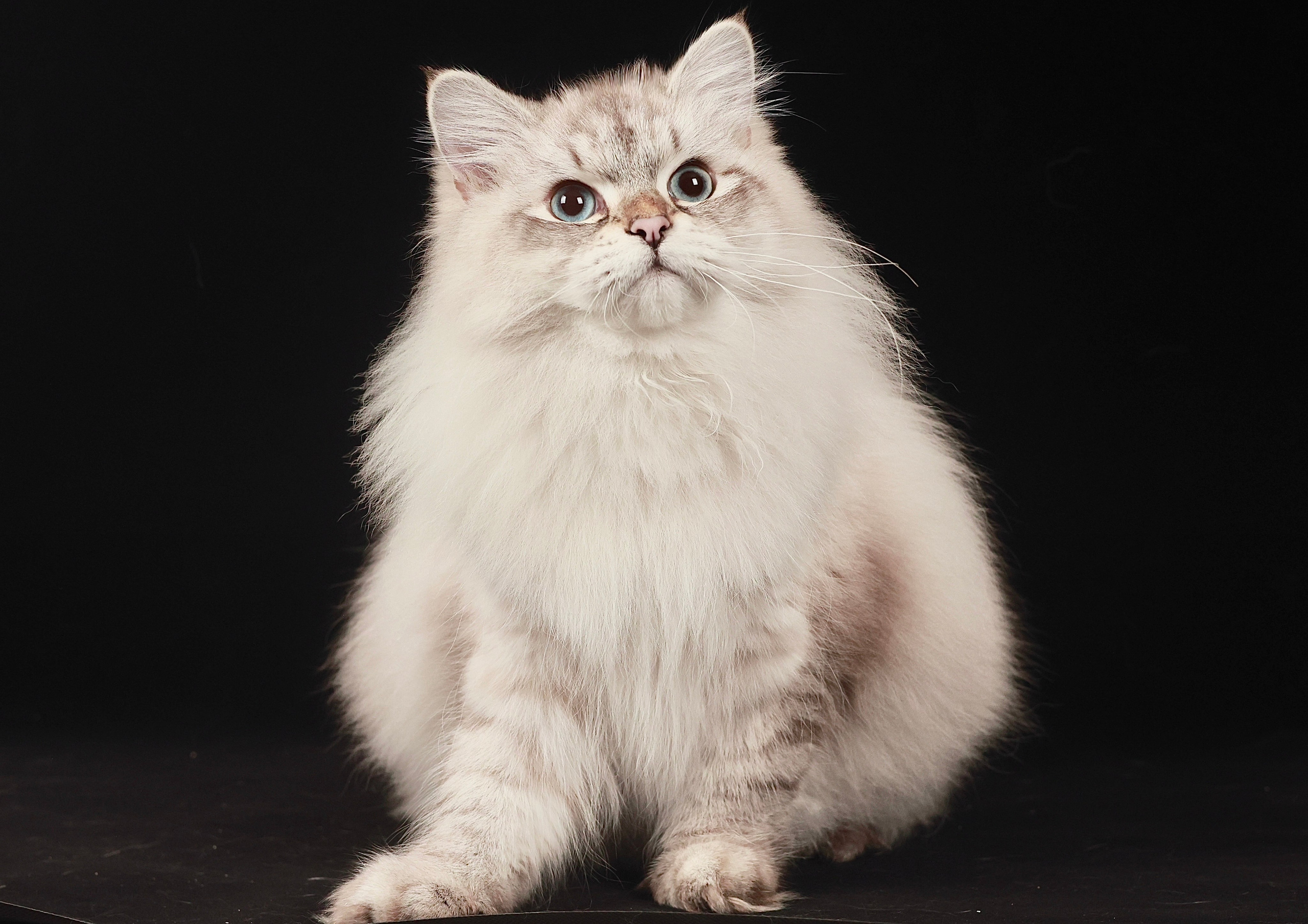 LEMON GREEN SIBERIANS AIUSHA