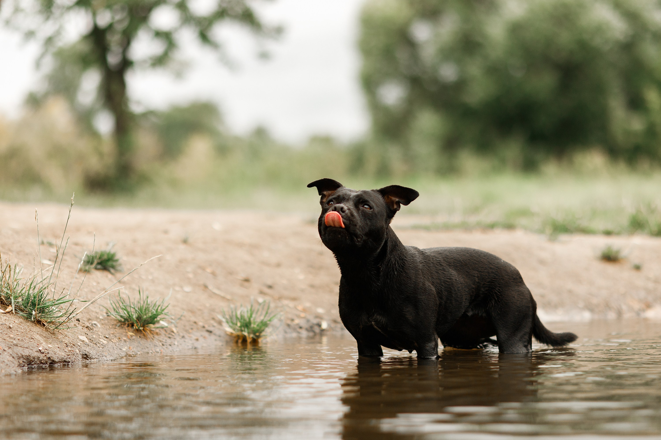 Staffy Yosia. Kaja | fotograf we Wrocławiu | ludzie i psy