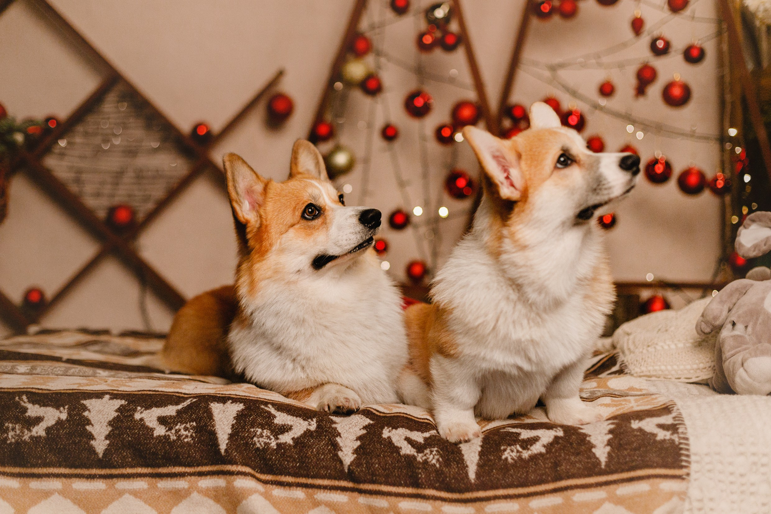 New Year corgis in studio. Kaja | fotograf we Wrocławiu | ludzie i psy
