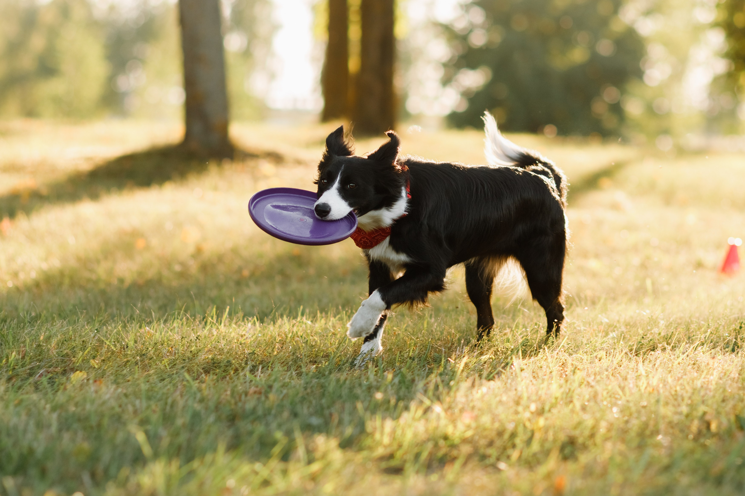 Frisbee workshop of Darya Lukina. Kaja | fotograf we Wrocławiu | ludzie i psy