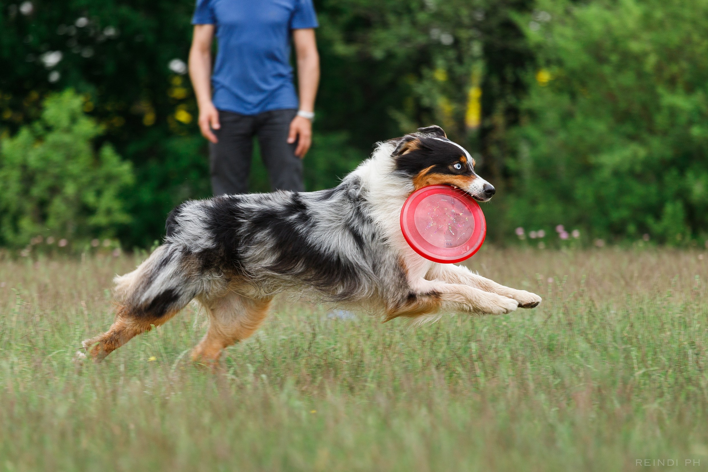 Dog frisbee championship | summer. Kaja | fotograf we Wrocławiu | ludzie i psy