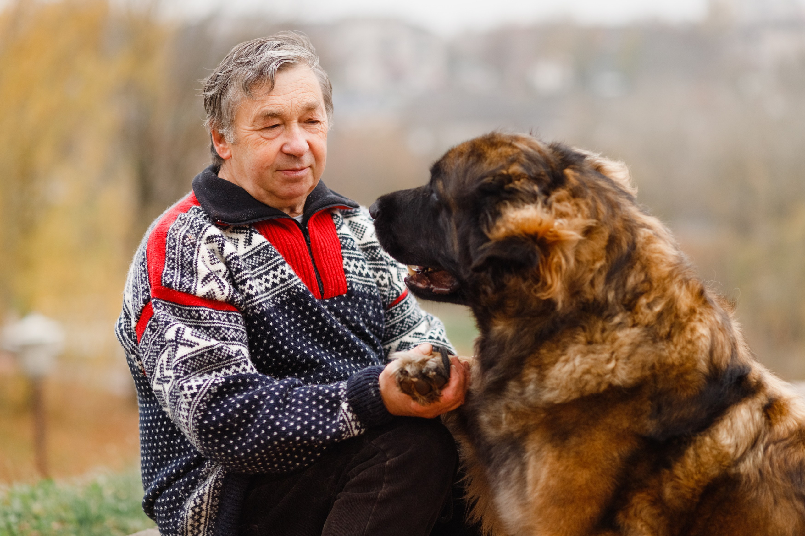 Leonbergers. Kaja | fotograf we Wrocławiu | ludzie i psy