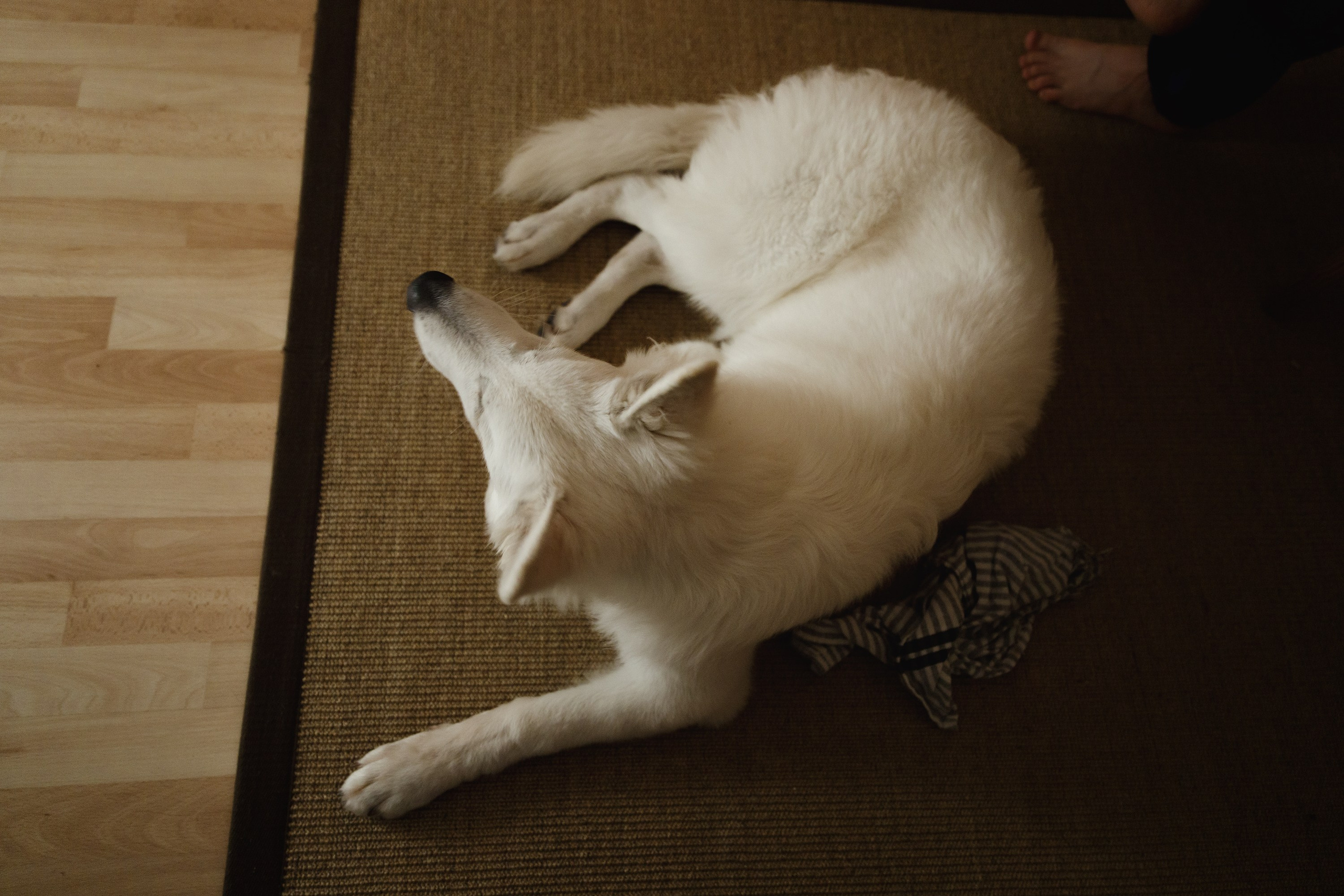 Astra in Leipzig. Kaja | fotograf we Wrocławiu | ludzie i psy