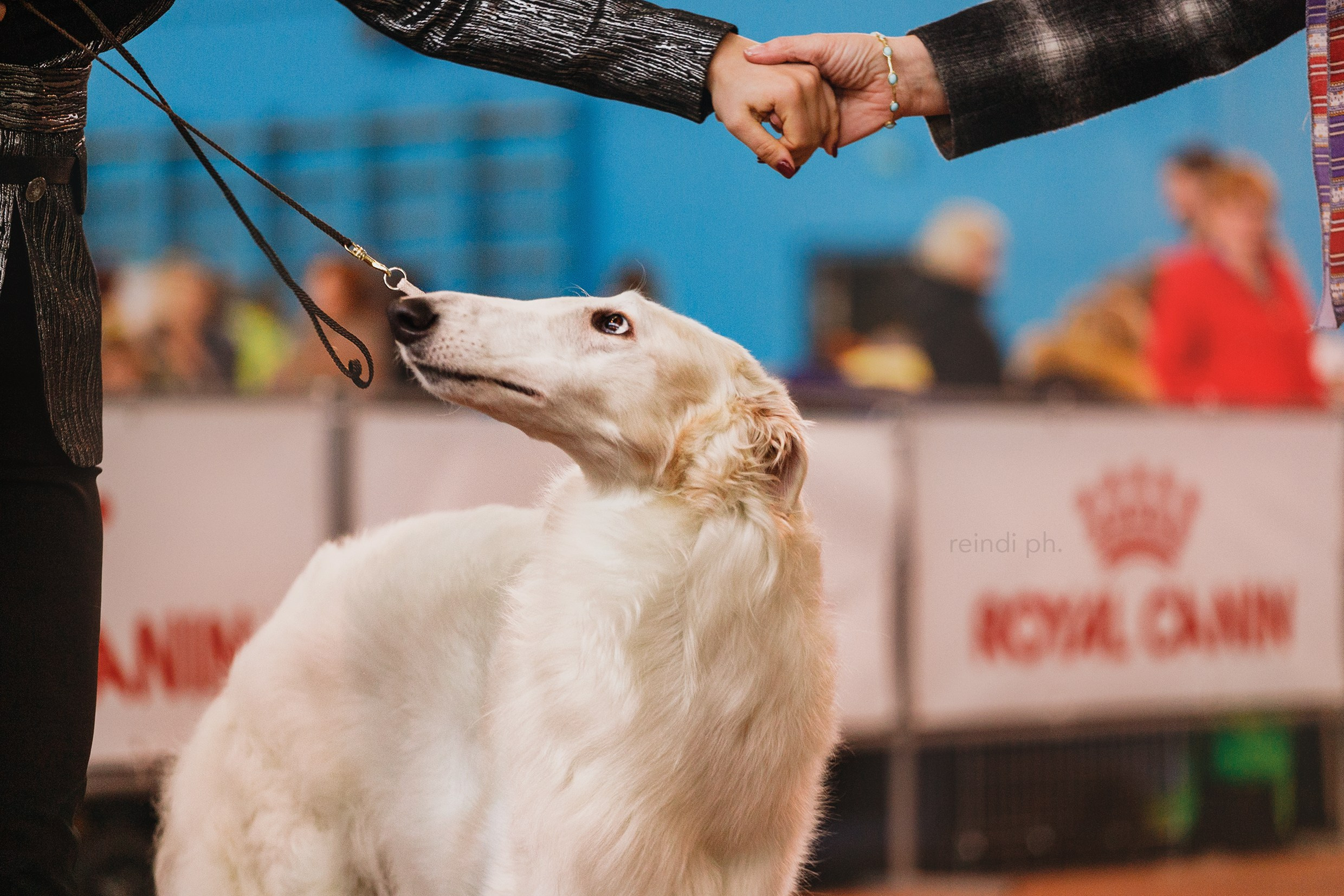 Dog shows | the best ones. Kaja | fotograf psów we Wrocławiu