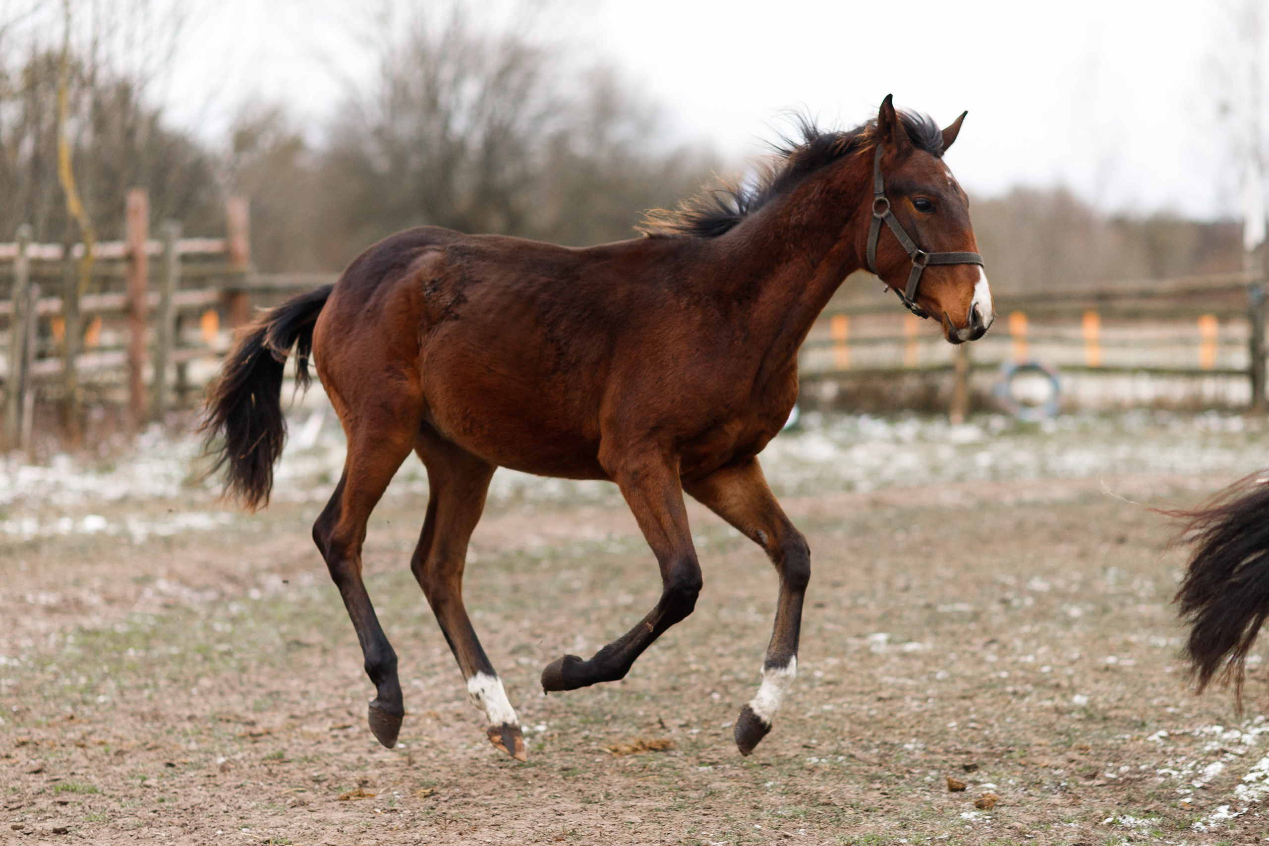 Winter stable. Kaja | fotograf psów we Wrocławiu