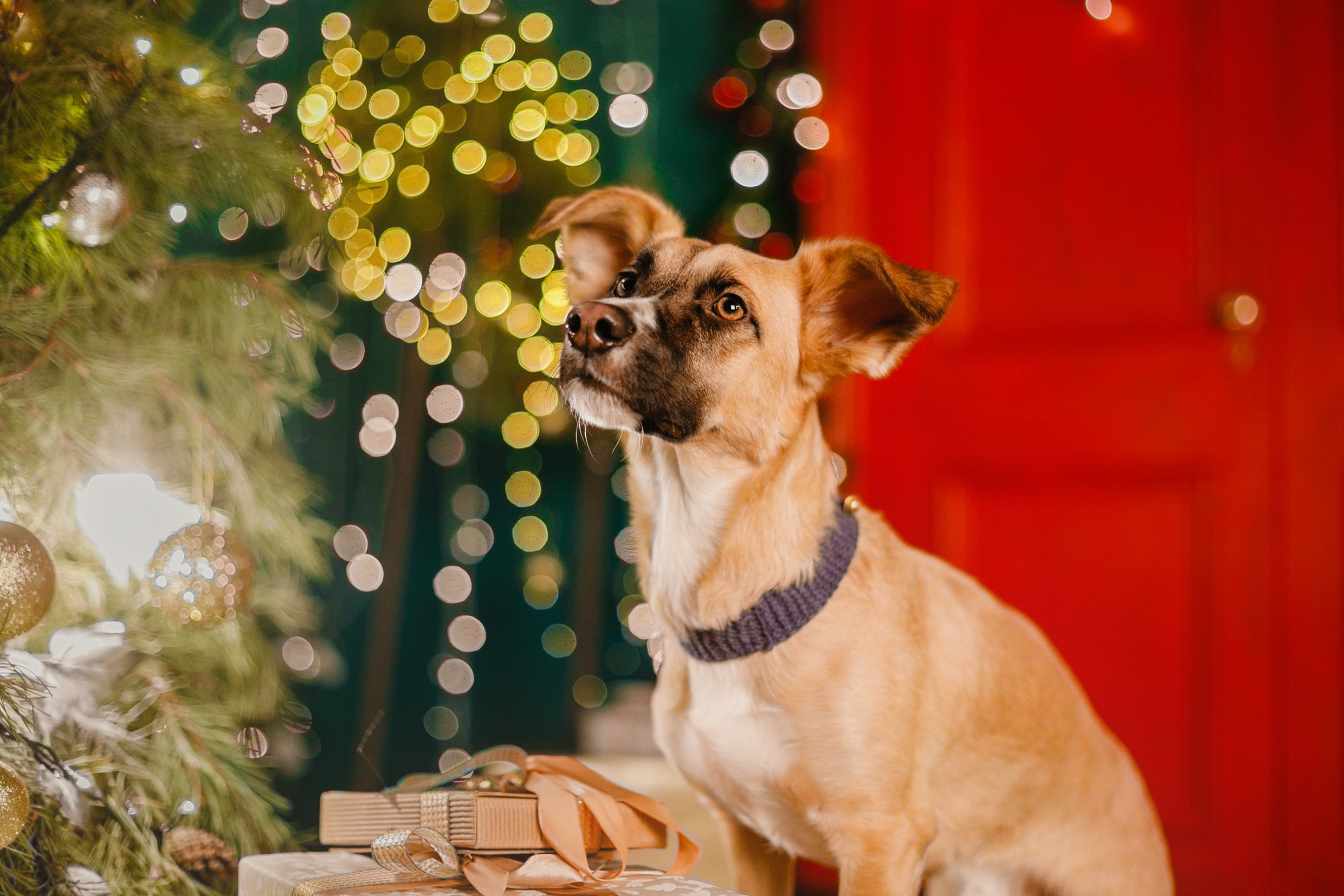 Lana, Edgar and Mucha | new year studio. Kaja | fotograf psów we Wrocławiu