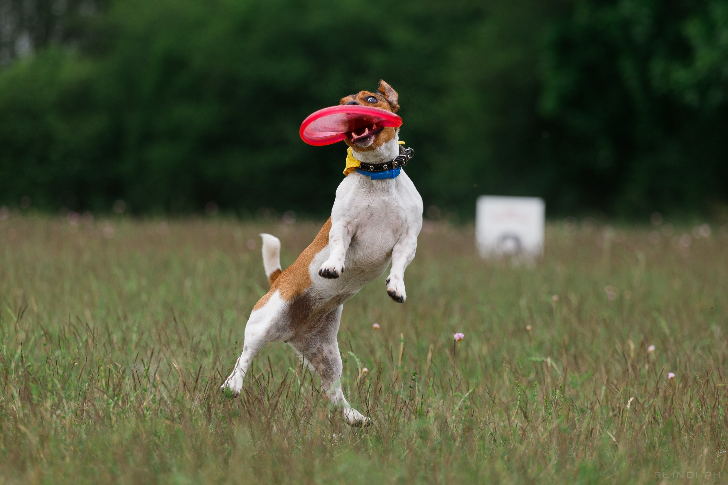 Dog frisbee championship | summer. Kaja | fotograf we Wrocławiu | ludzie i psy