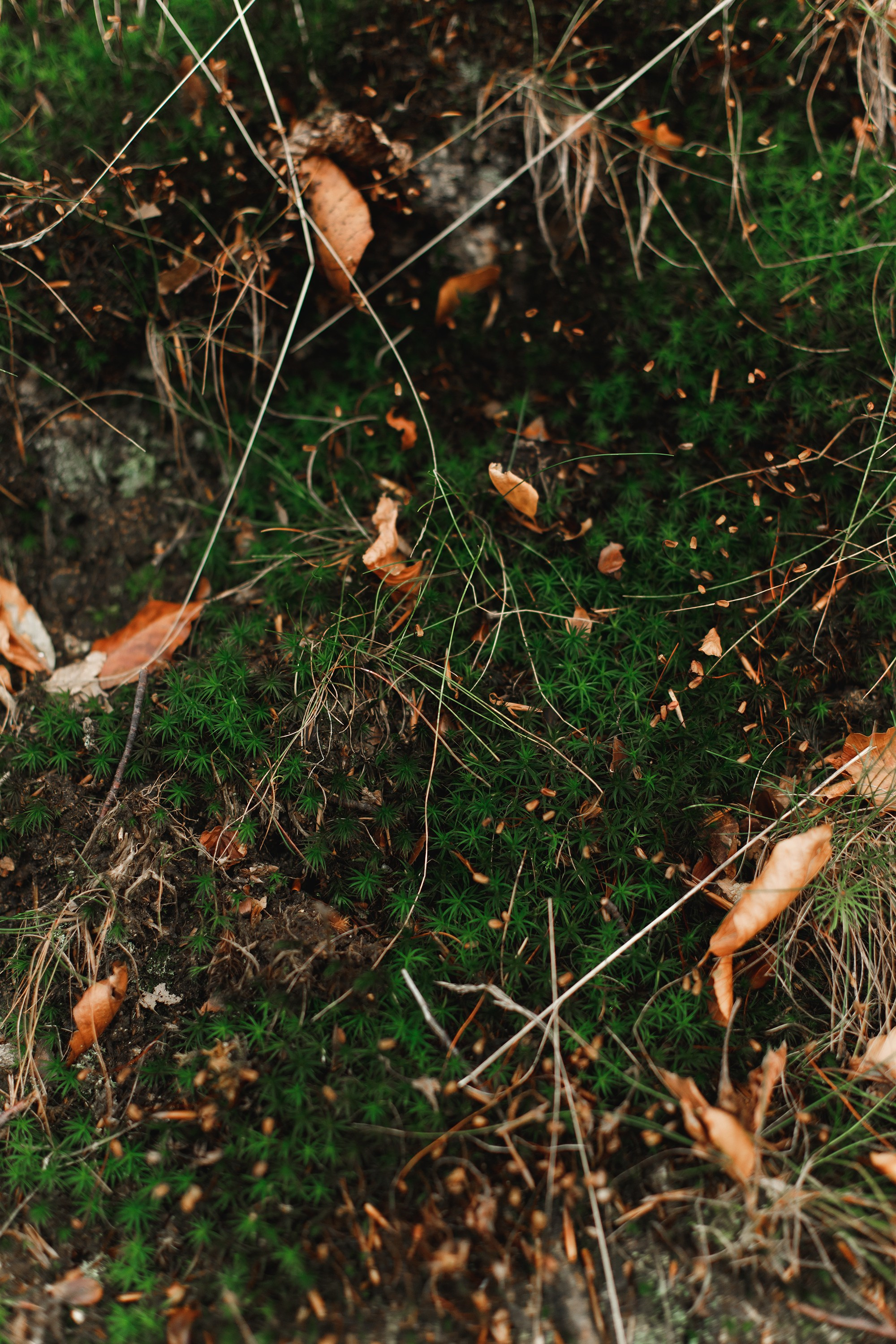 Sowie góry. Kaja | fotograf we Wrocławiu | ludzie i psy