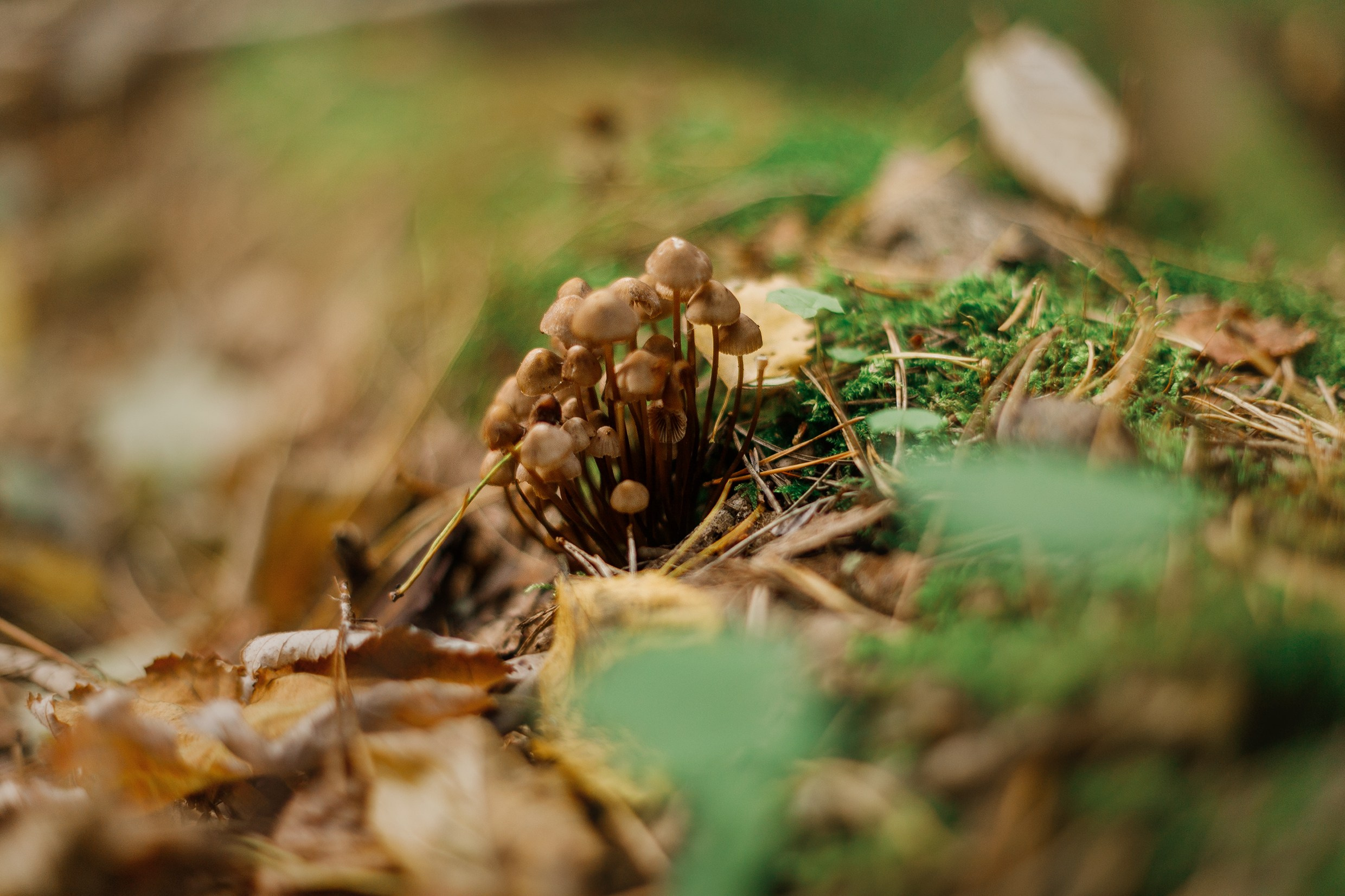 «Kasmach» dogs ammunition. Kaja | fotograf we Wrocławiu | ludzie i psy