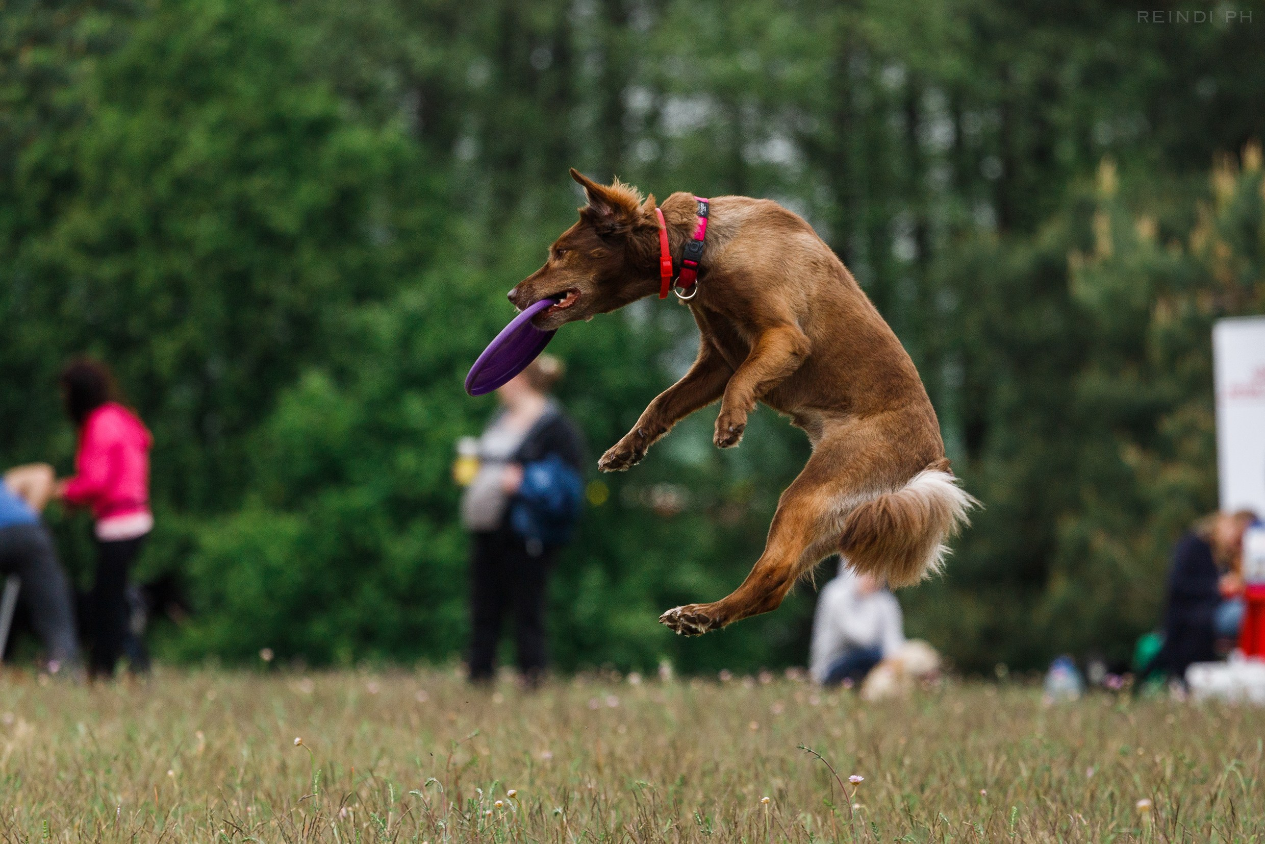 Dog frisbee championship | summer. Kaja | fotograf we Wrocławiu | ludzie i psy