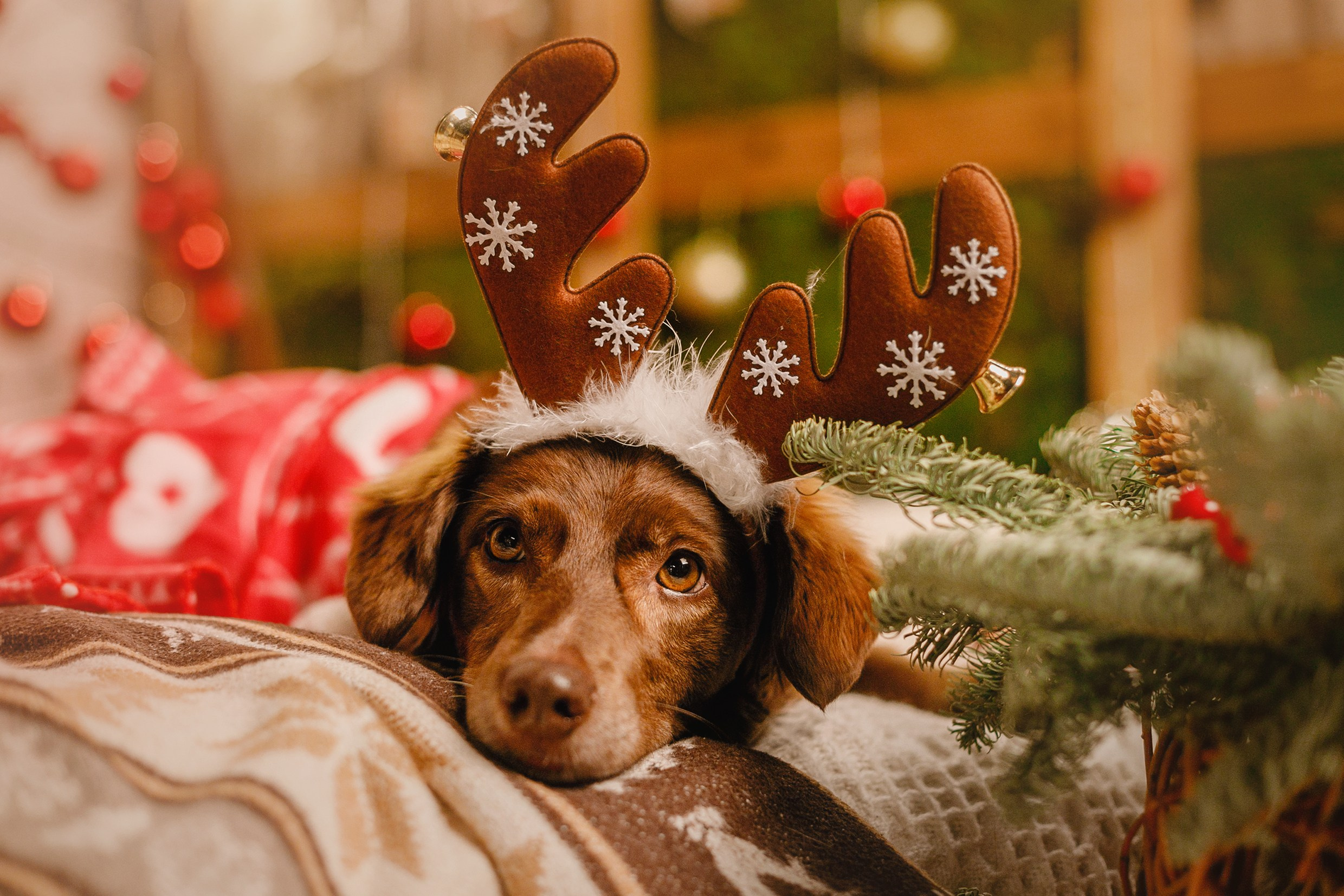 Lana, Edgar and Mucha | new year studio. Kaja | fotograf psów we Wrocławiu