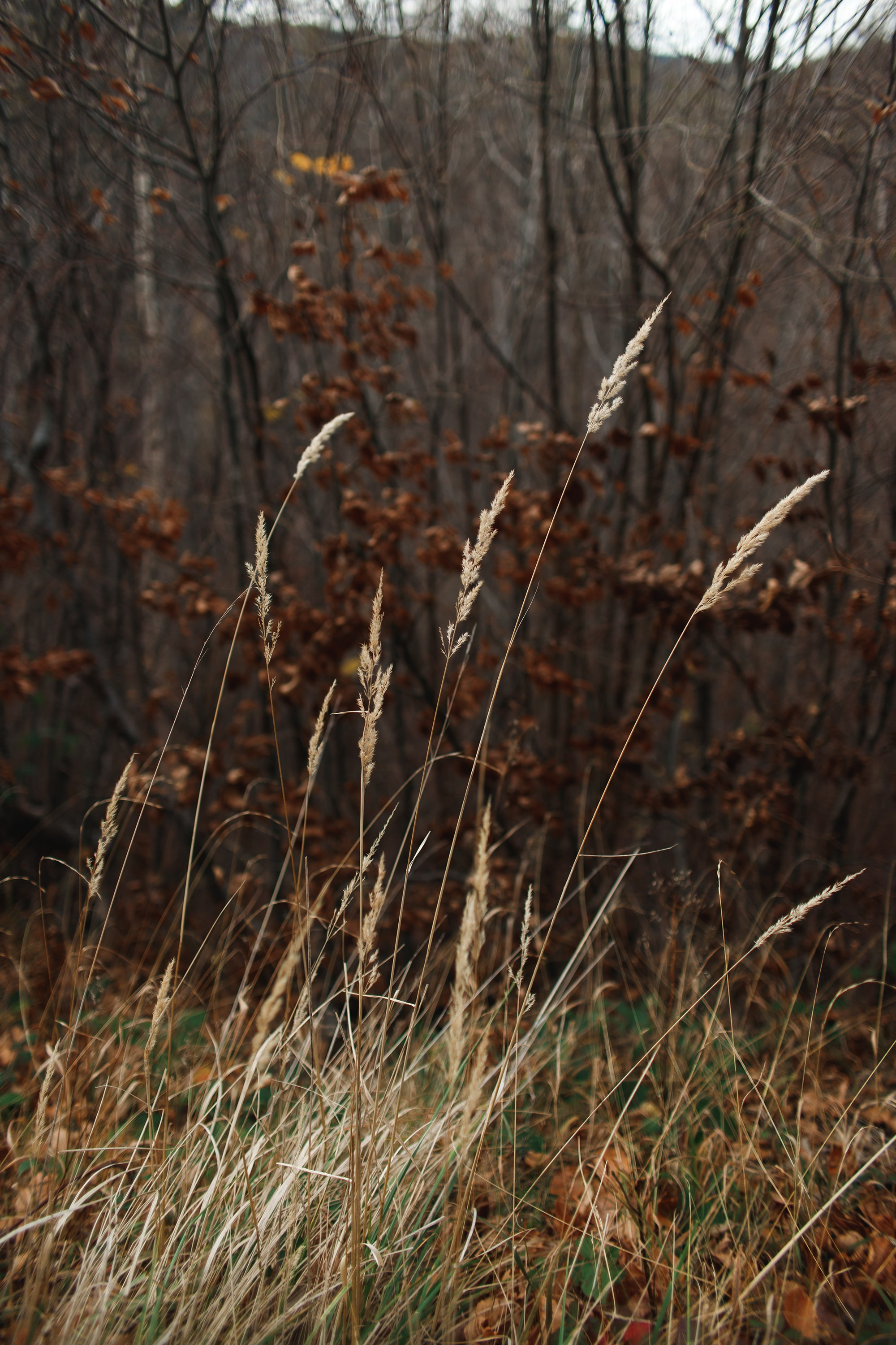 Sowie góry. Kaja | fotograf we Wrocławiu | ludzie i psy