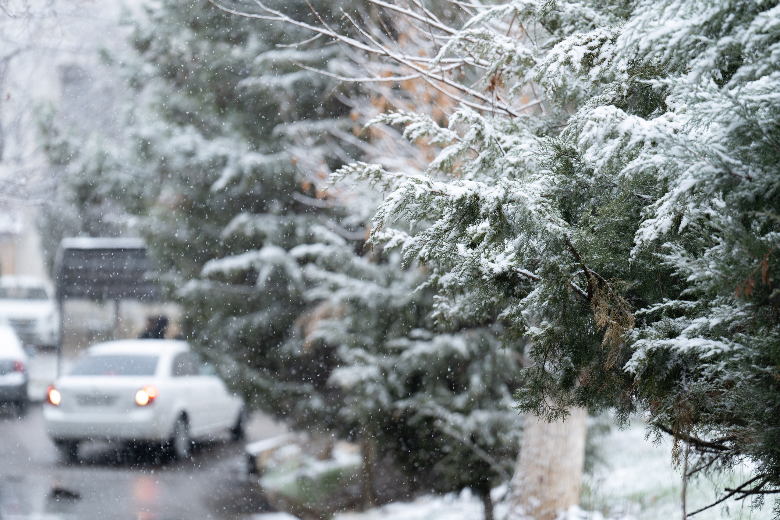 Первый снег в 2024 году. Георгий Намазов | Фотограф в Ташкенте