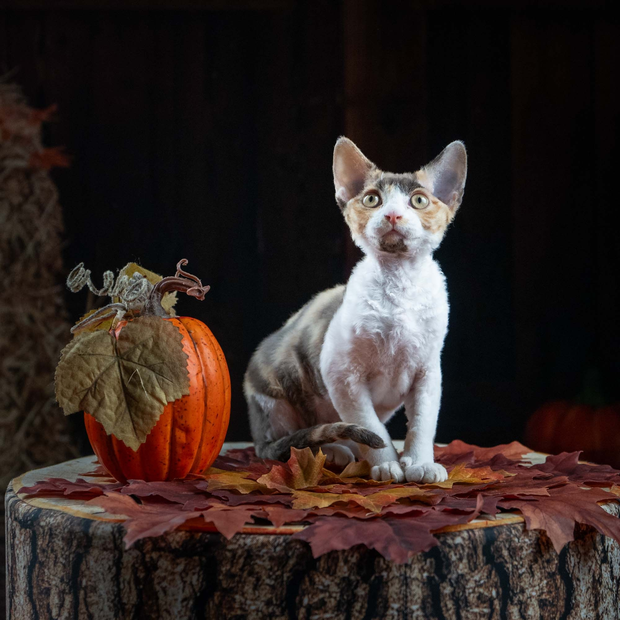 Dixie, girl, born on 06.06.24 SOLD. Devon Rex Pixie Cattery
