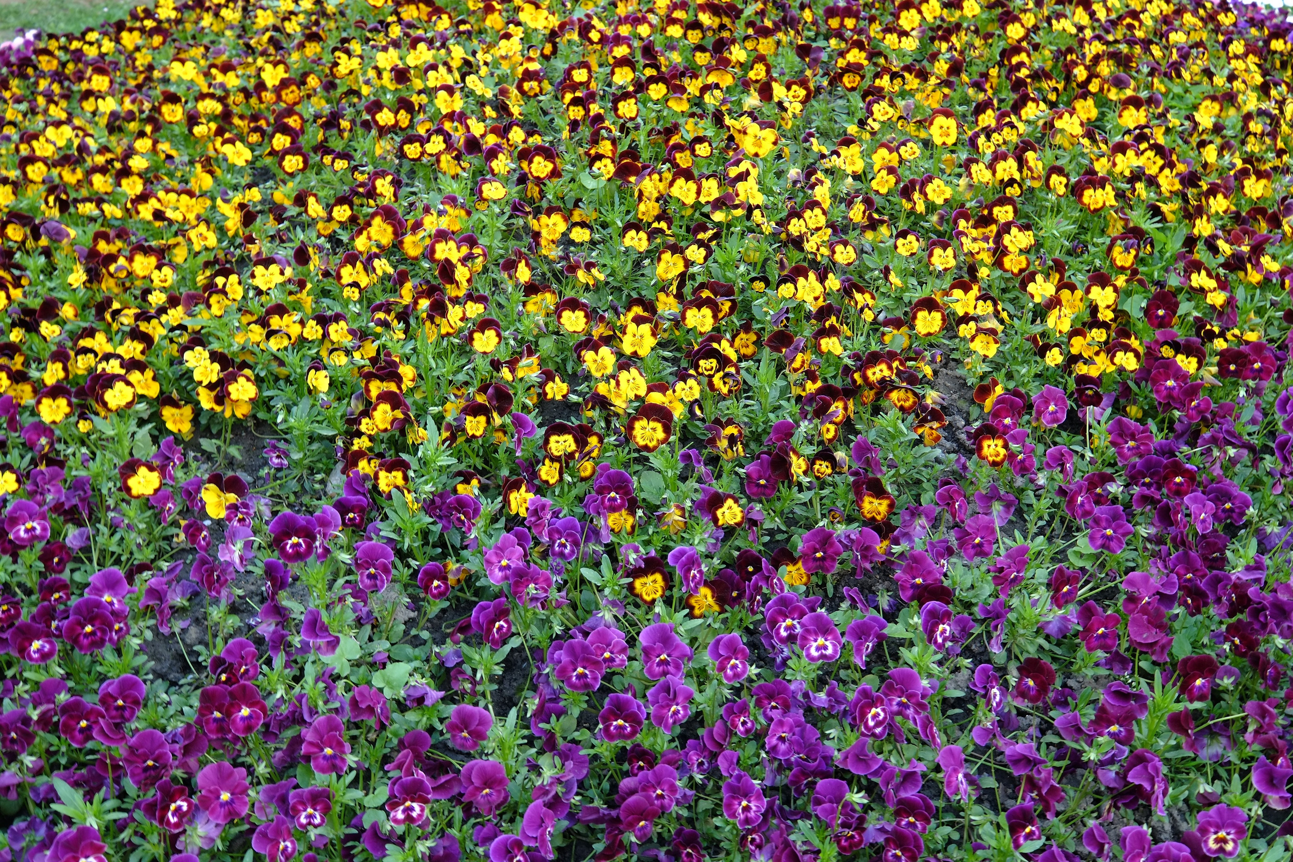 Flori. Pagina principală