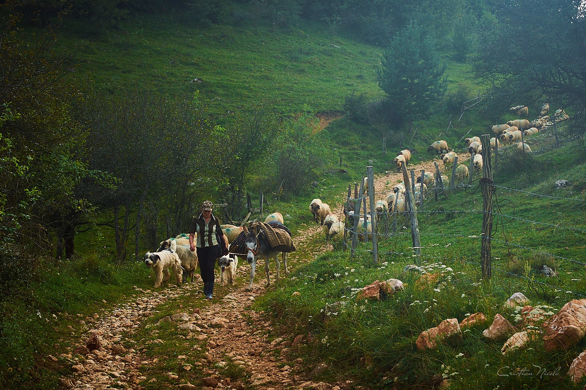 Fundătura Ponorului, jud. Humedoara. Pagina principală