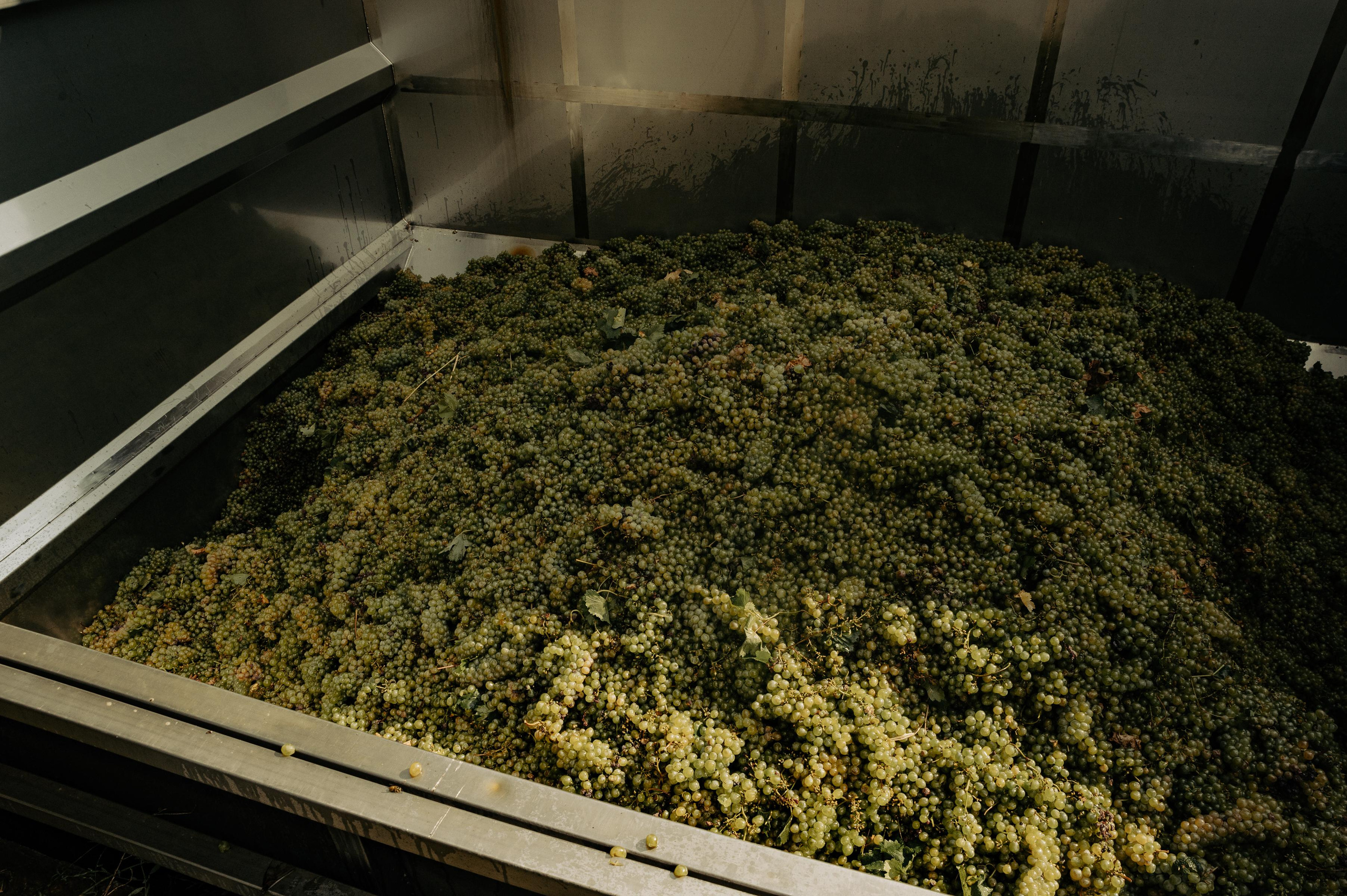 RTKVELLI. Фотограф в Тбилиси. Портрет, репортаж, эвент. Геннадий Демченко