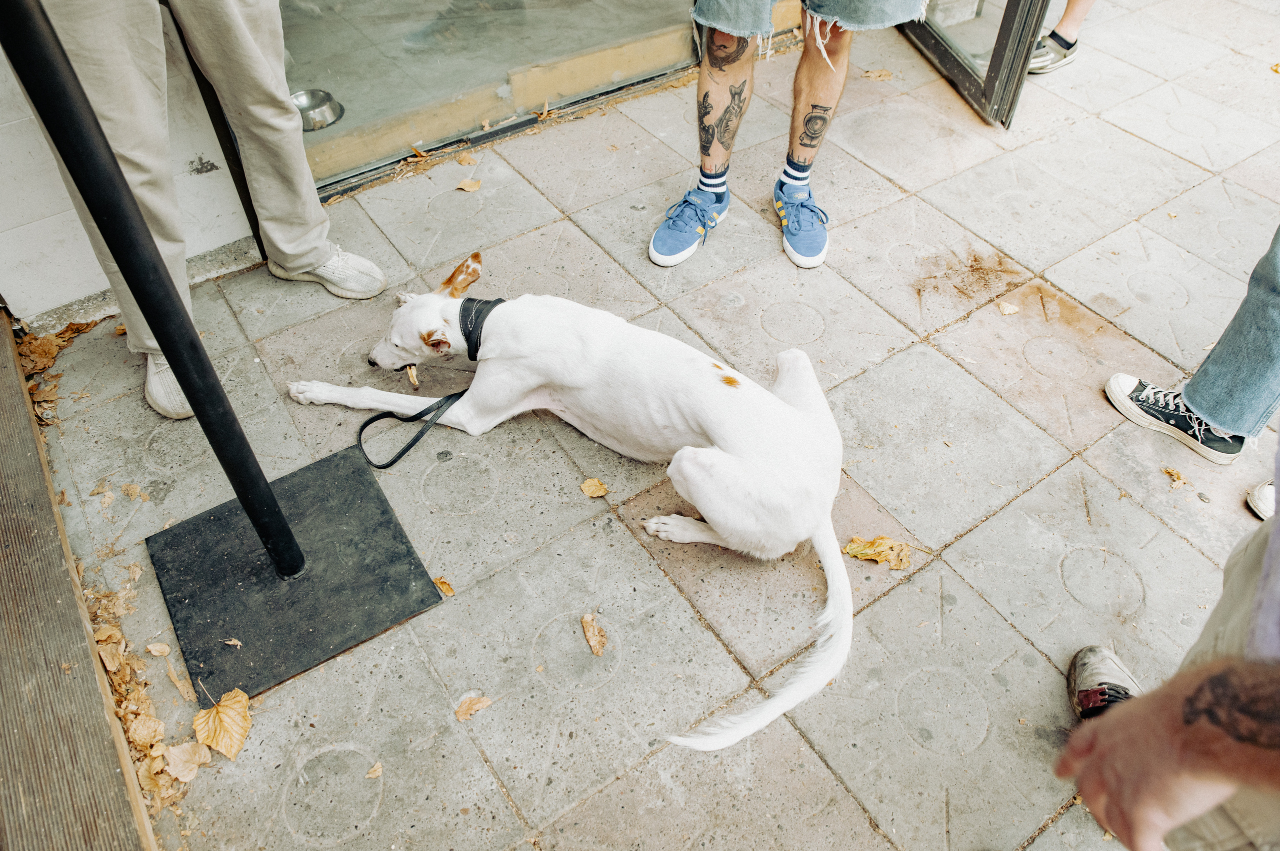 Olya & Boltyan. Фотограф в Тбилиси. Портрет, репортаж, эвент. Геннадий Демченко