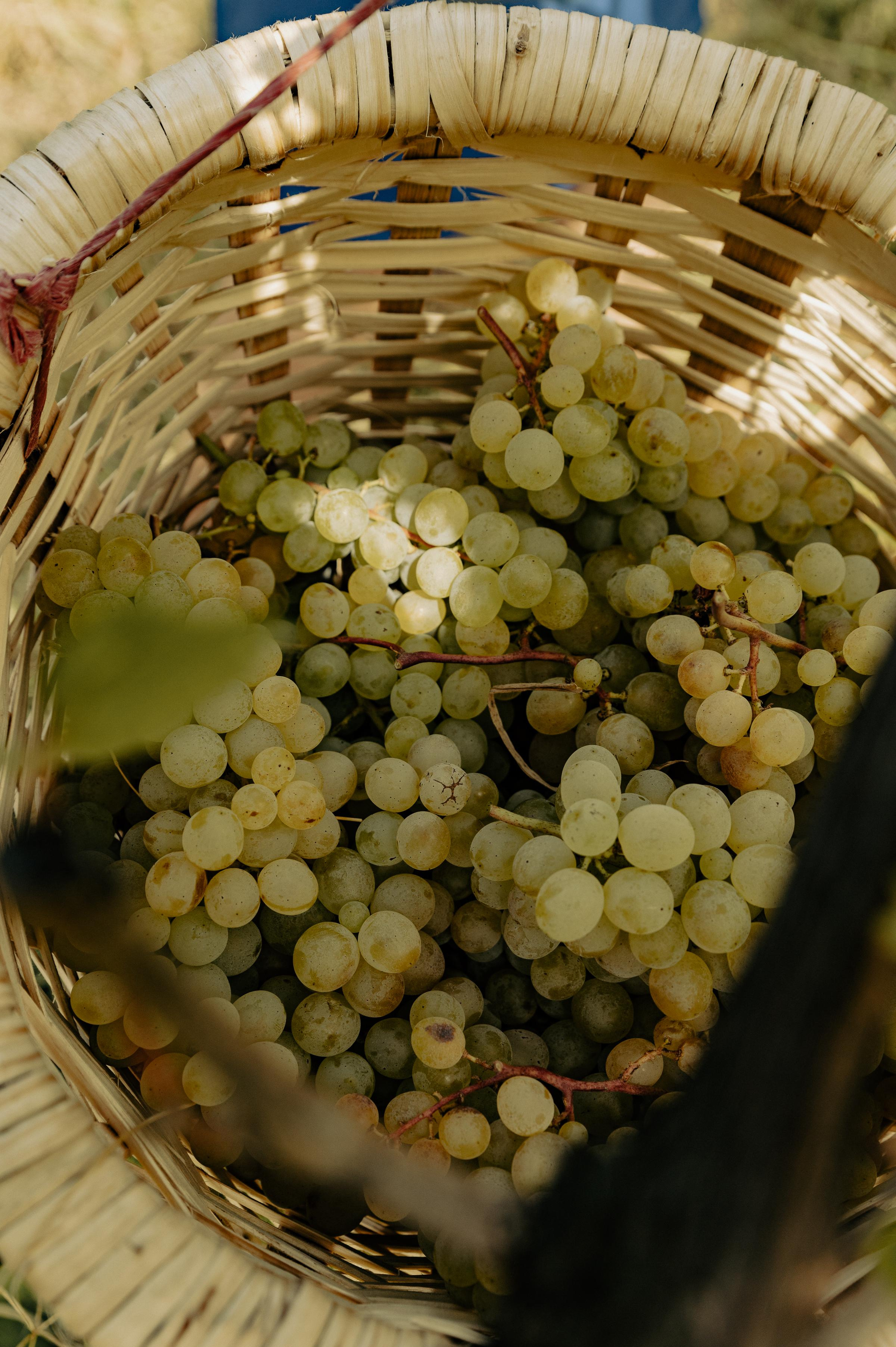 RTKVELLI. Фотограф в Тбилиси. Портрет, репортаж, эвент. Геннадий Демченко