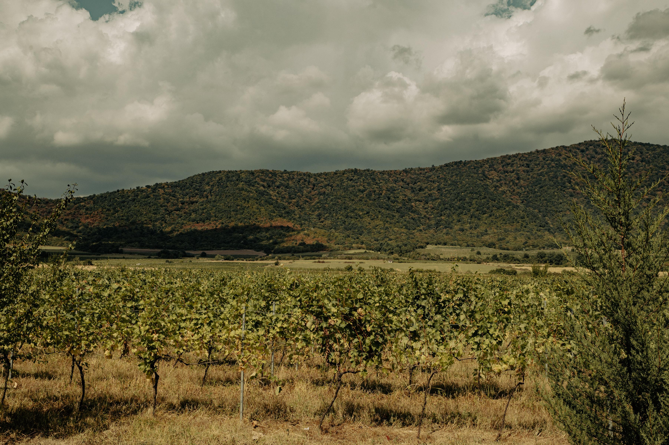 RTKVELLI. Фотограф в Тбилиси. Портрет, репортаж, эвент. Геннадий Демченко