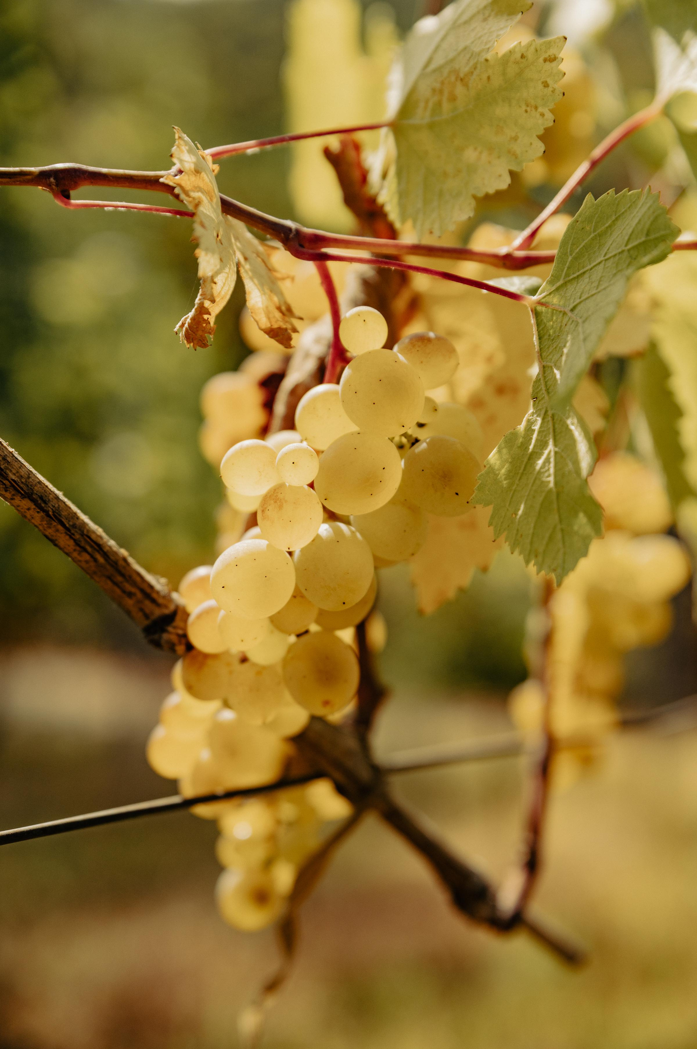 RTKVELLI. Фотограф в Тбилиси. Портрет, репортаж, эвент. Геннадий Демченко