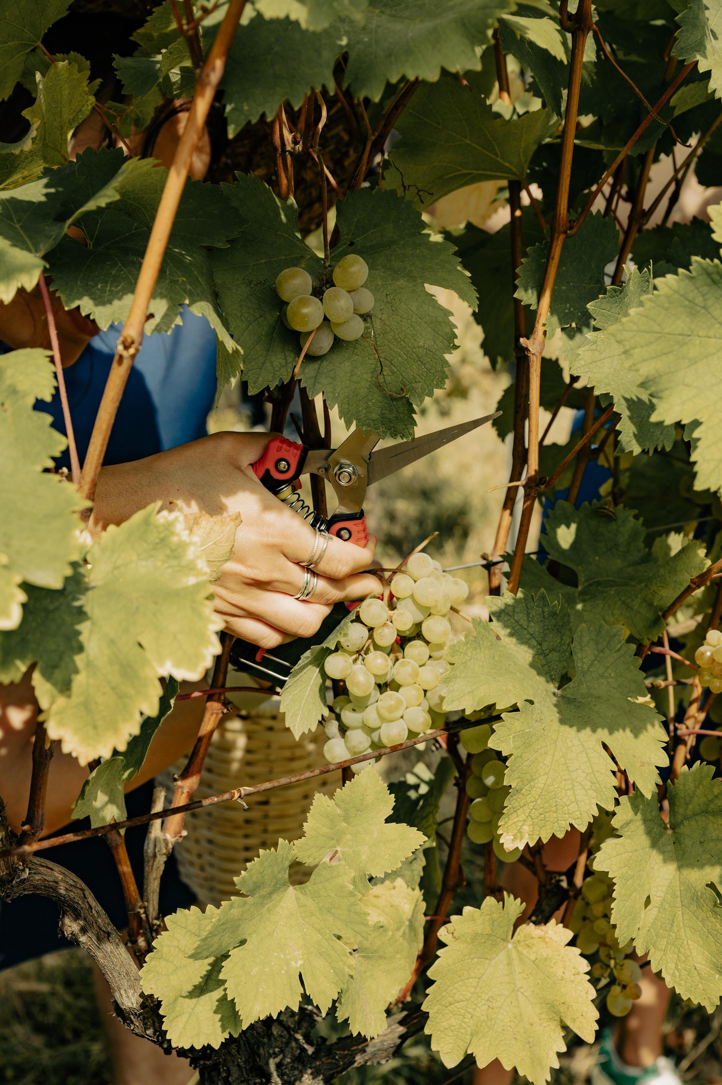 RTKVELLI. Фотограф в Тбилиси. Портрет, репортаж, эвент. Геннадий Демченко