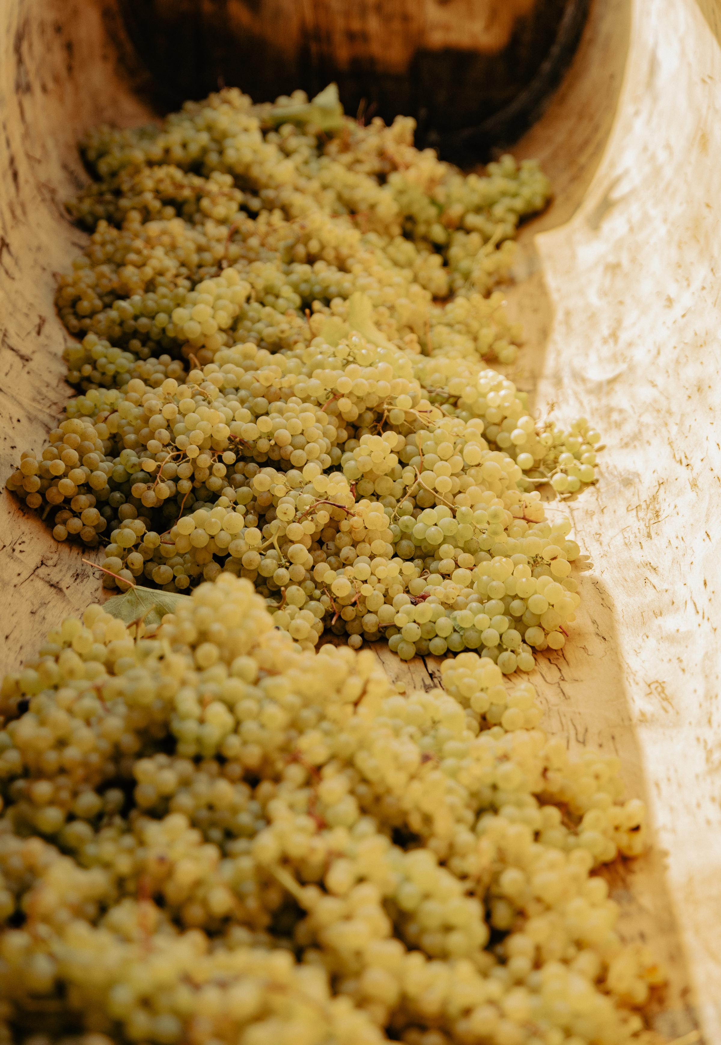 RTKVELLI. Фотограф в Тбилиси. Портрет, репортаж, эвент. Геннадий Демченко