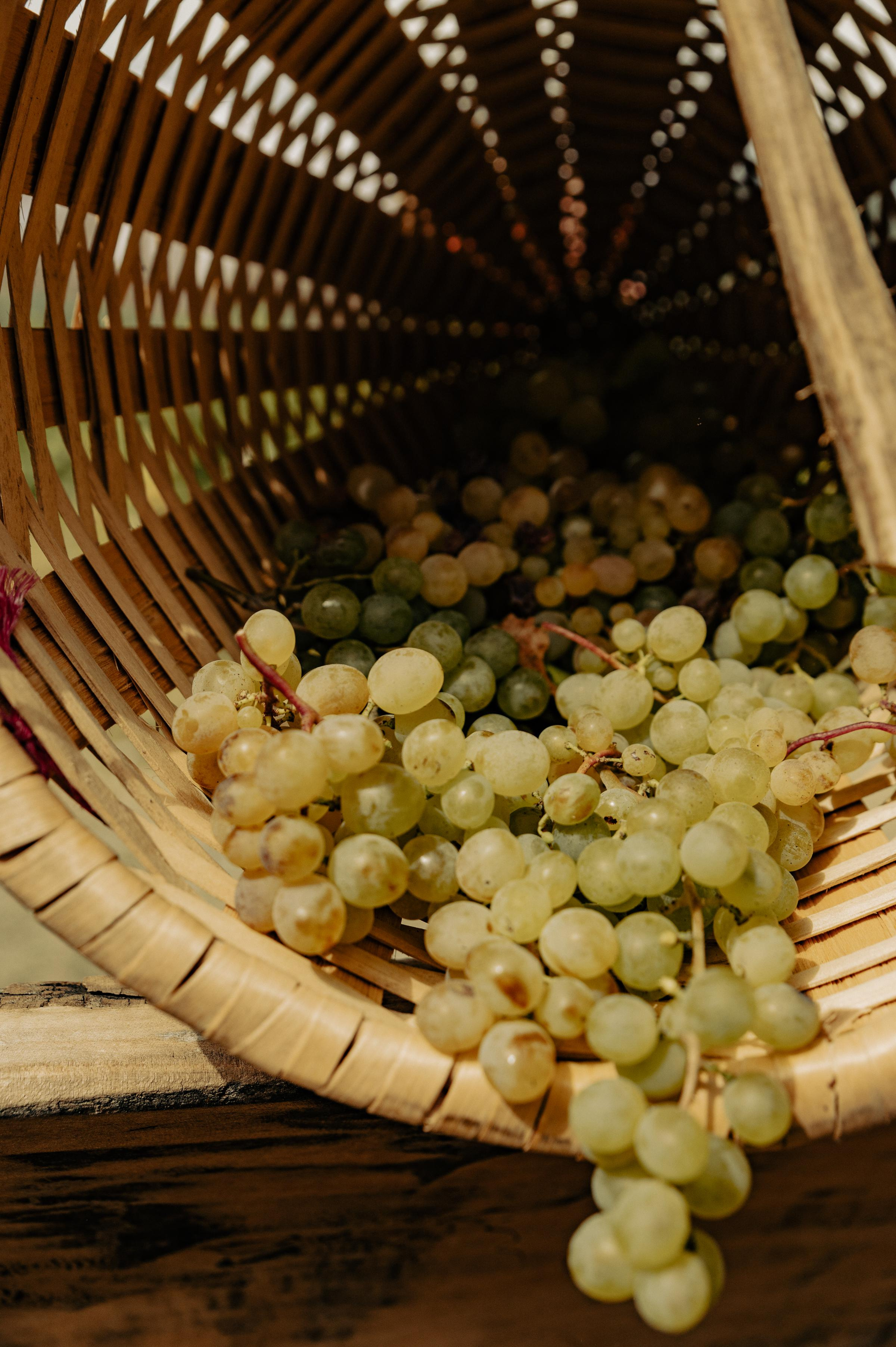 RTKVELLI. Фотограф в Тбилиси. Портрет, репортаж, эвент. Геннадий Демченко