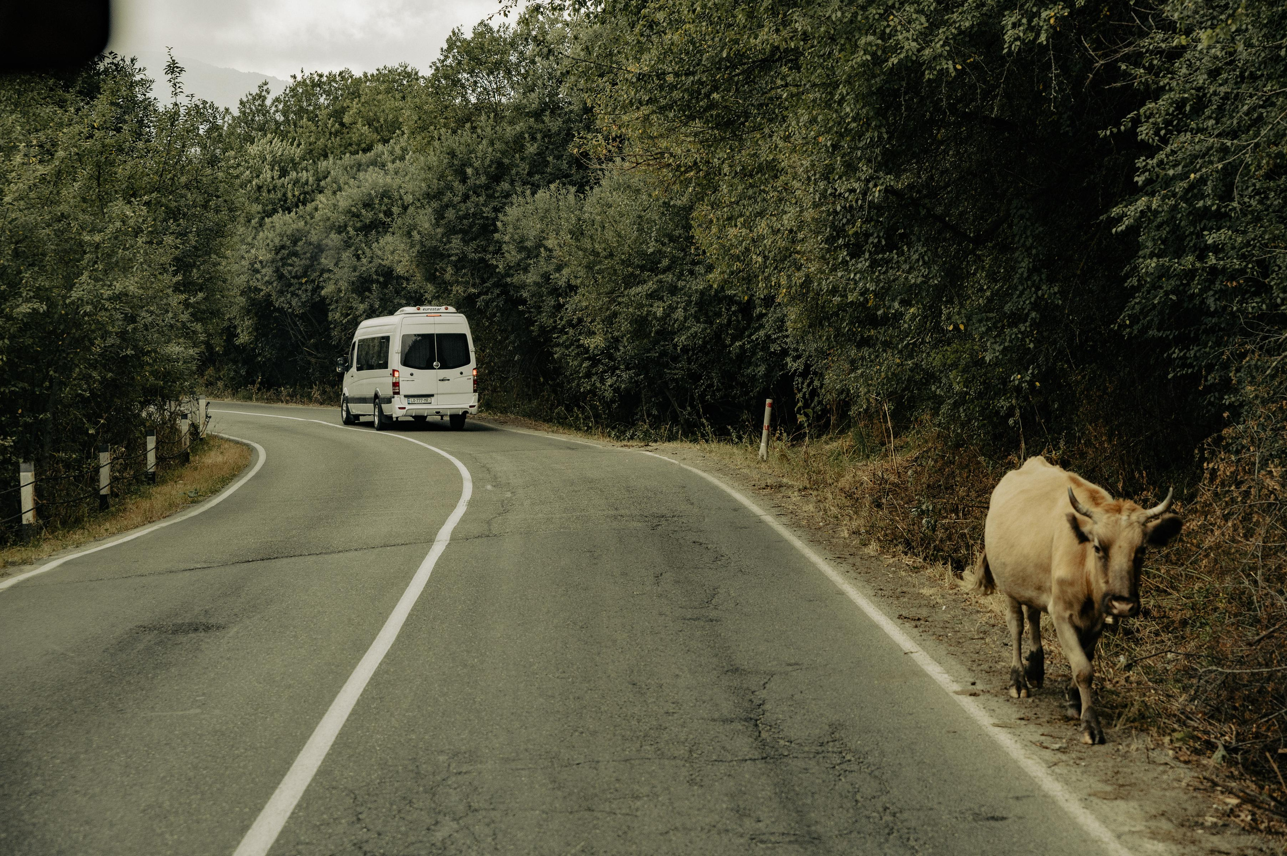 RTKVELLI. Фотограф в Тбилиси. Портрет, репортаж, эвент. Геннадий Демченко