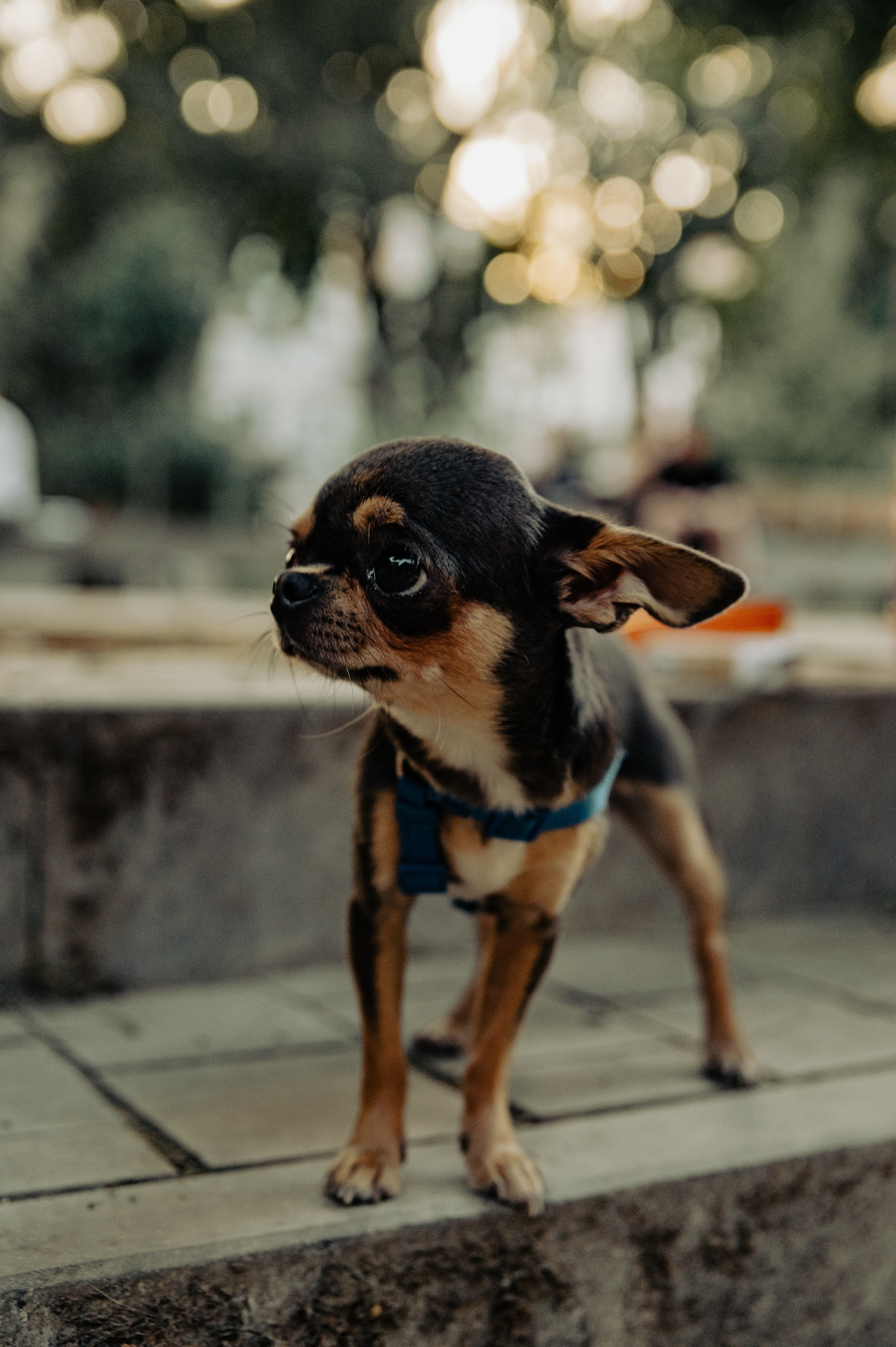 Dreamlanka market. Portrait and reportage photographer
