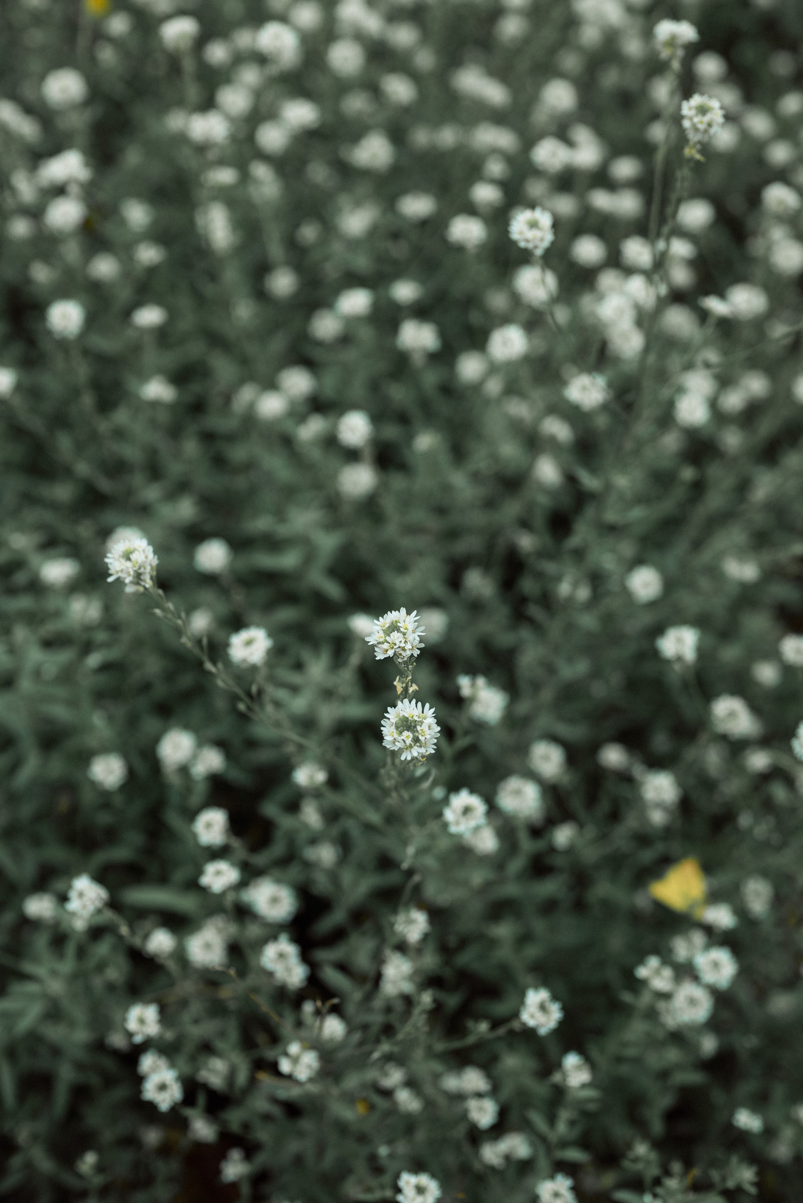 News from Ilia Bordiugov, a professional photographer in Green Bay, Wisconsin. Green Bay Family Photographer — Ilia Bordiugov Photography