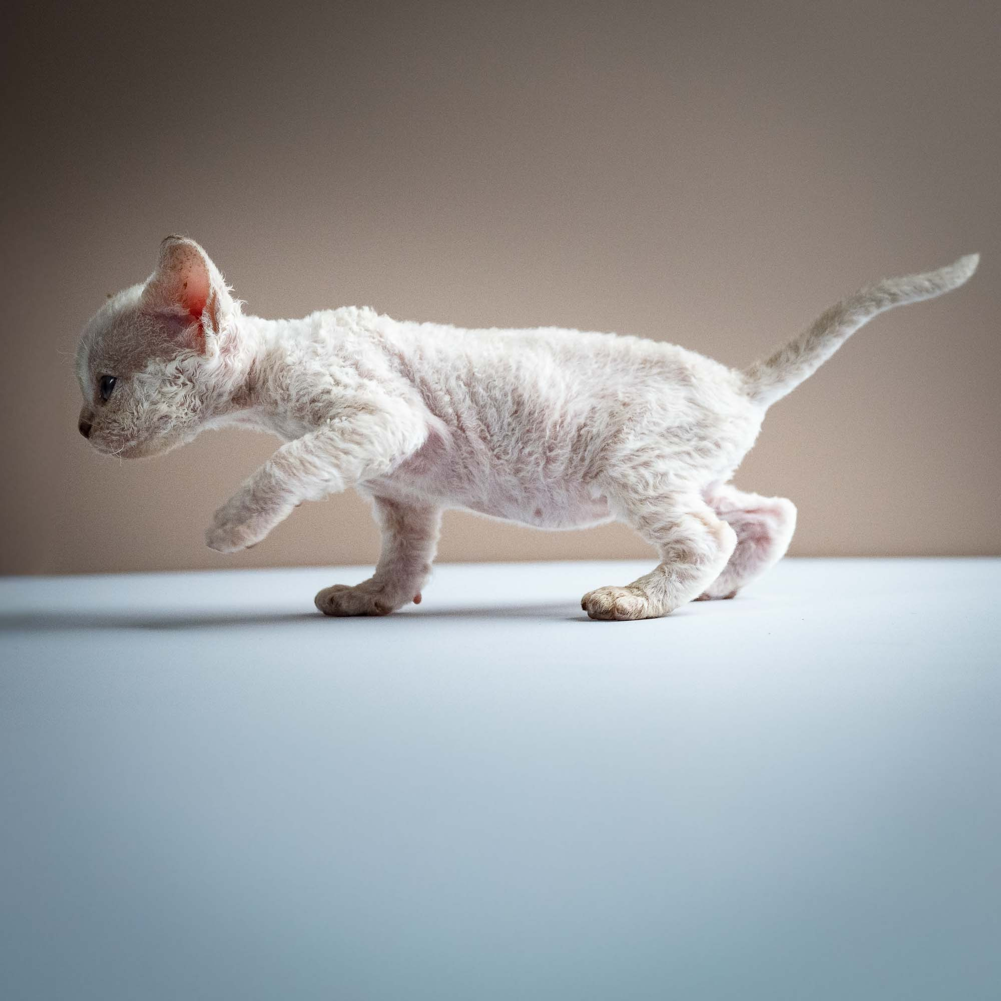 Selena, girl, born 05.08.26. Devon Rex Pixie Cattery