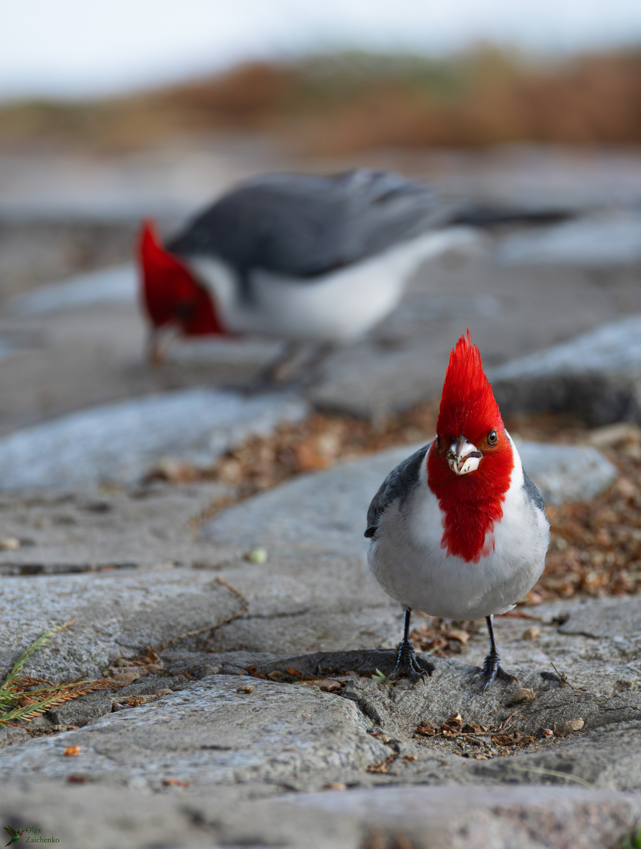 Краснохохлая кардиналовая овсянка