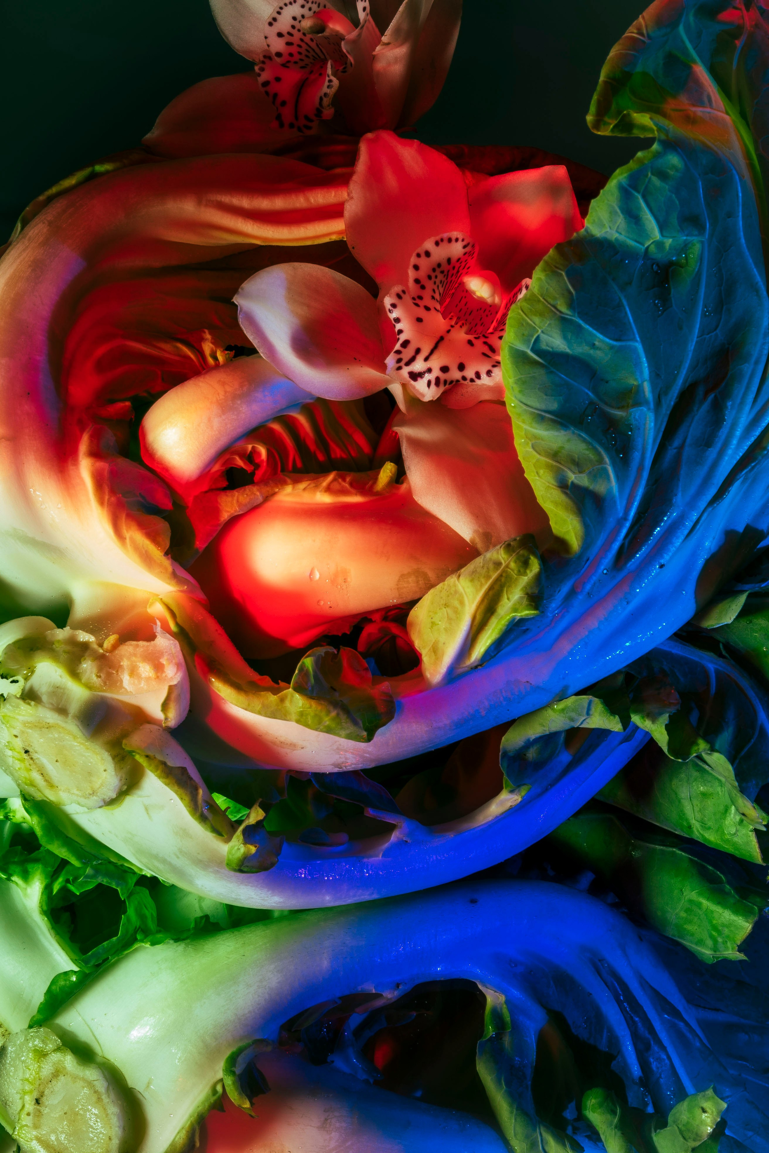 Абстрактная цветочная композиция с цветной подсветкой. Художественная абстрактная композиция из орхидей и капусты. Для подсветки объектов использовались красные и синие лампы.