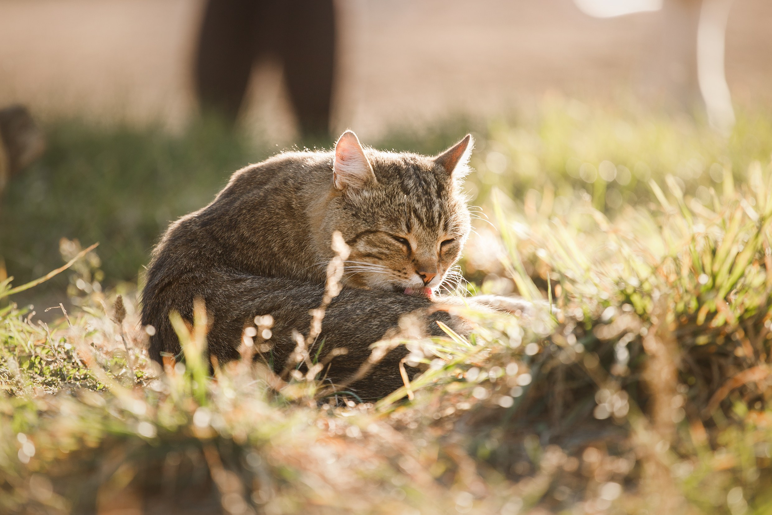 Pegas & Maximus | portrait shooting. Kaja | fotograf we Wrocławiu | ludzie i psy
