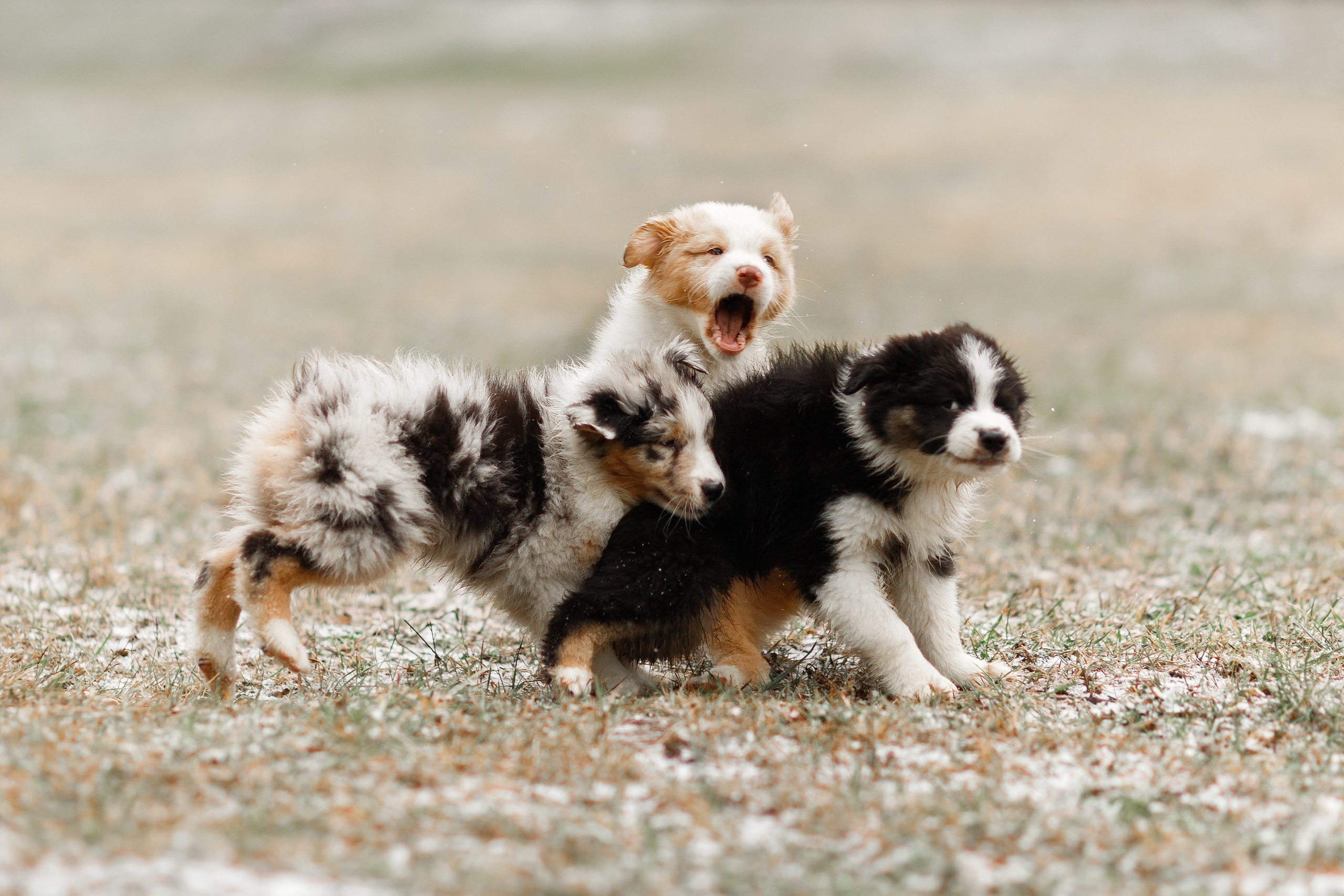 Pack of aussie puppies. Kaja | fotograf psów we Wrocławiu