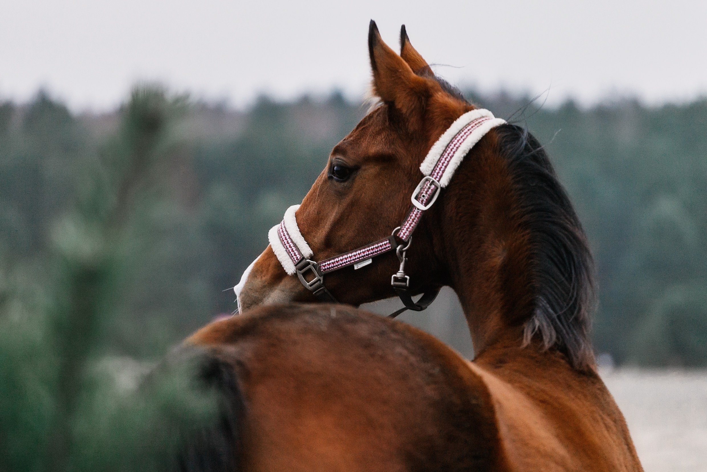 Aibike | winter. Kaja | fotograf psów we Wrocławiu