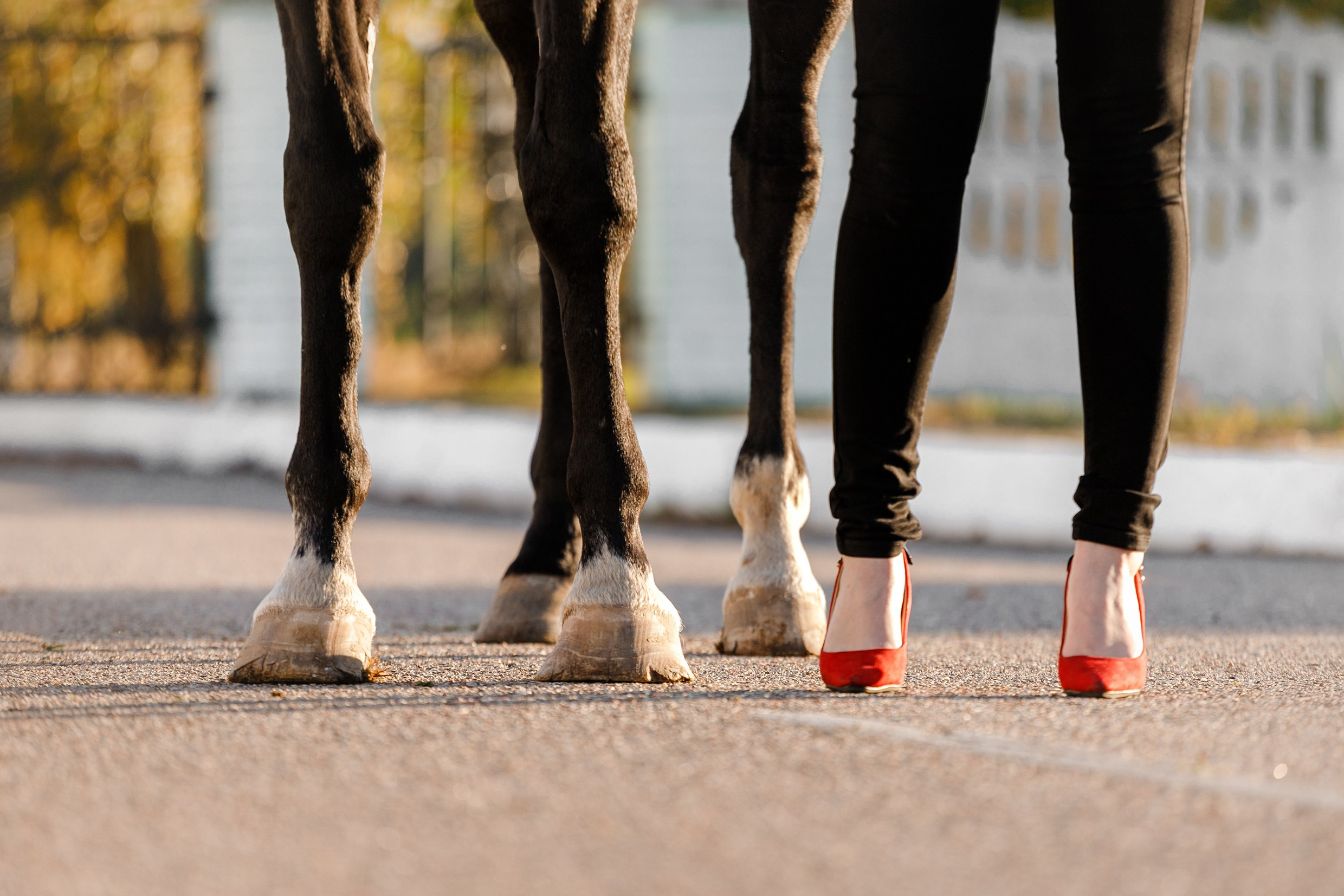 Pegas & Maximus | portrait shooting. Kaja | fotograf we Wrocławiu | ludzie i psy