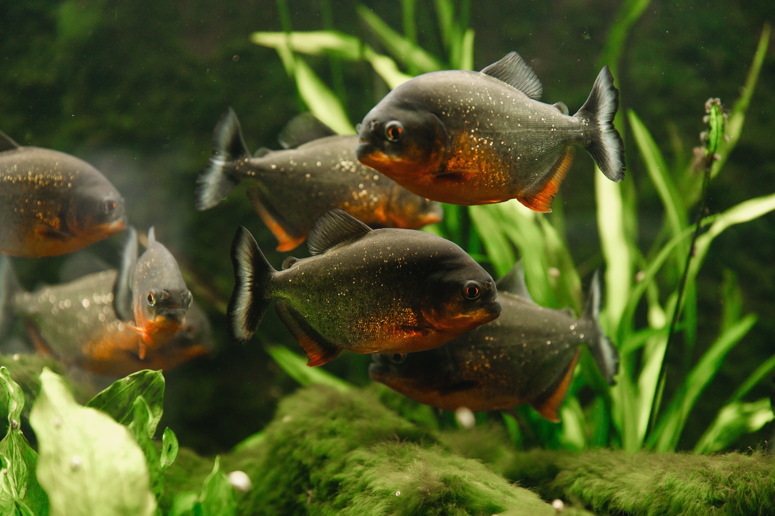 Botanical garden in Wroclaw. Kaja | fotograf we Wrocławiu | ludzie i psy