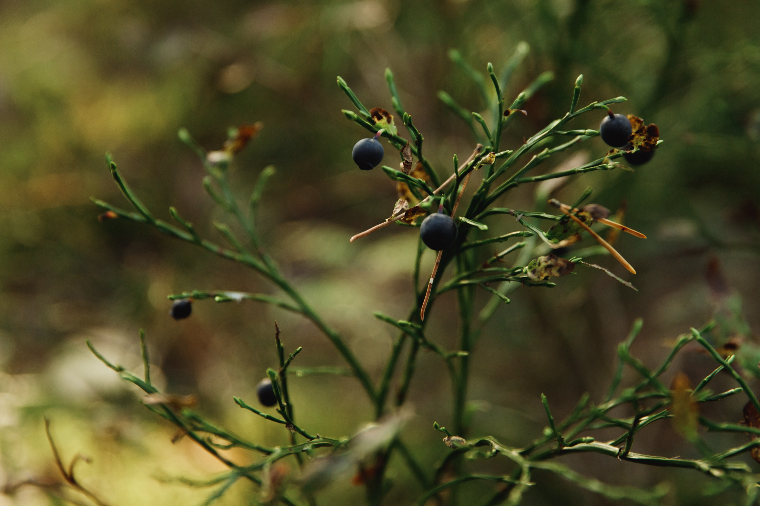 Turku. Kaja | fotograf psów we Wrocławiu
