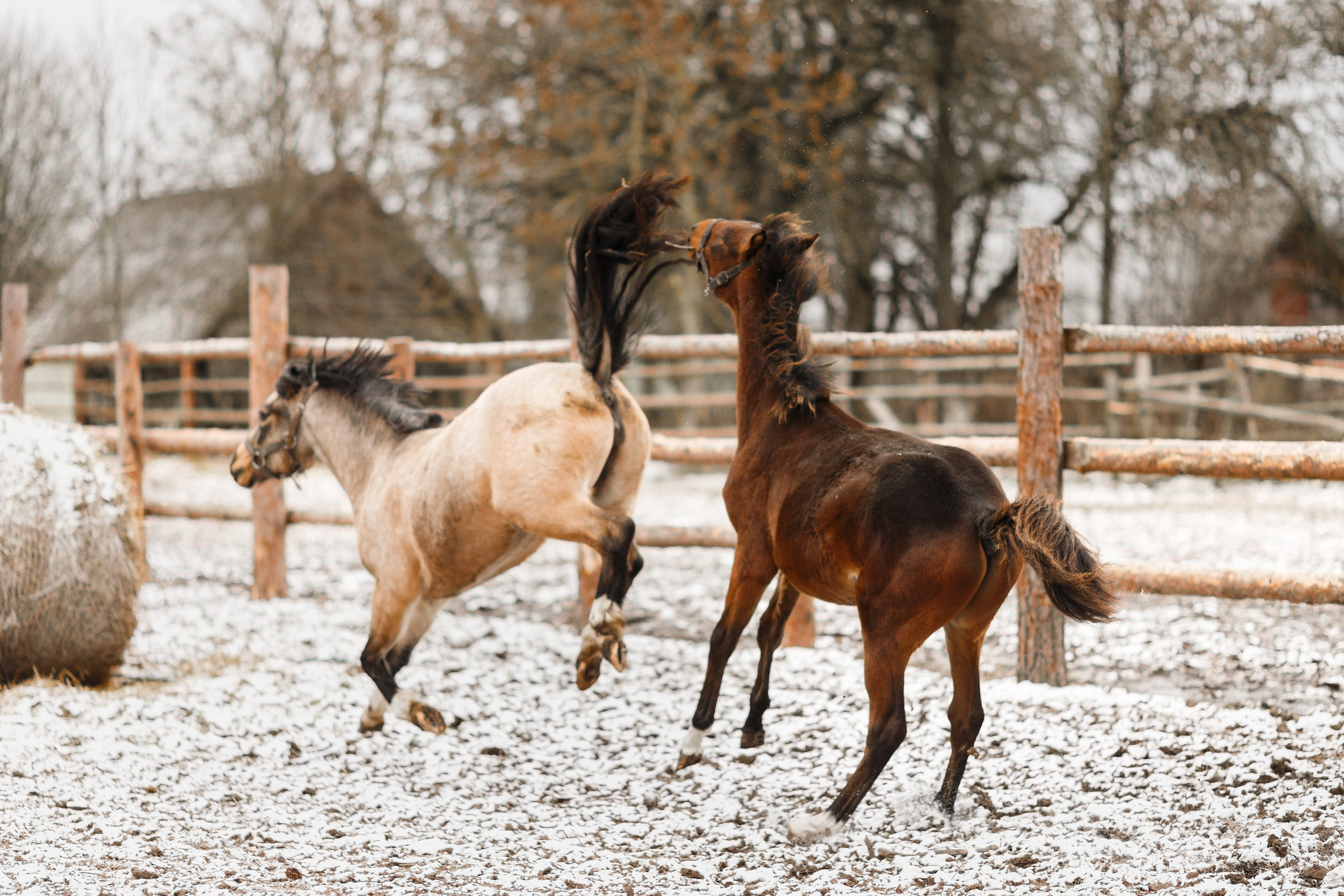 Winter stable. Kaja | fotograf psów we Wrocławiu