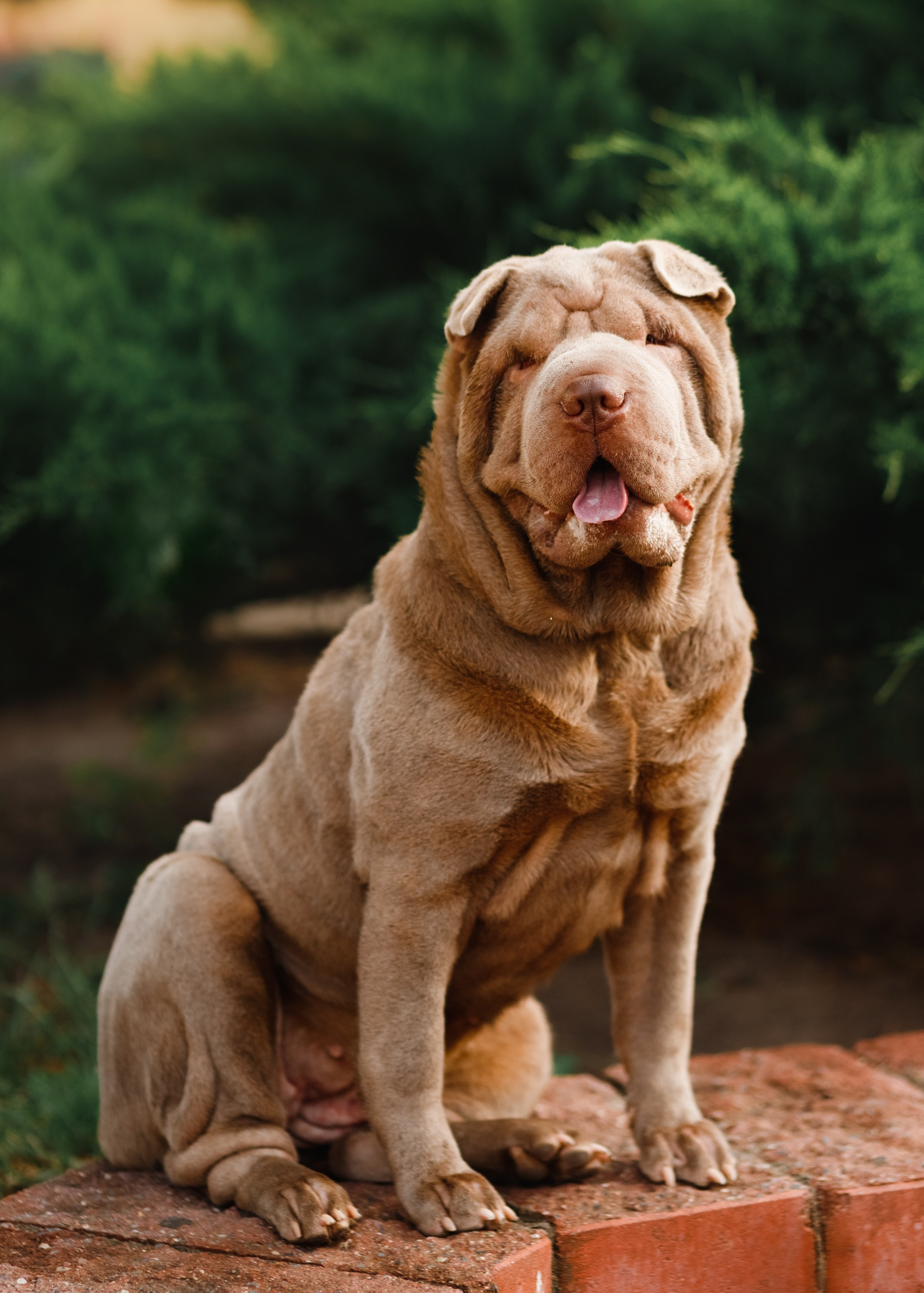 Shar pei in the city. Kaja | fotograf psów we Wrocławiu