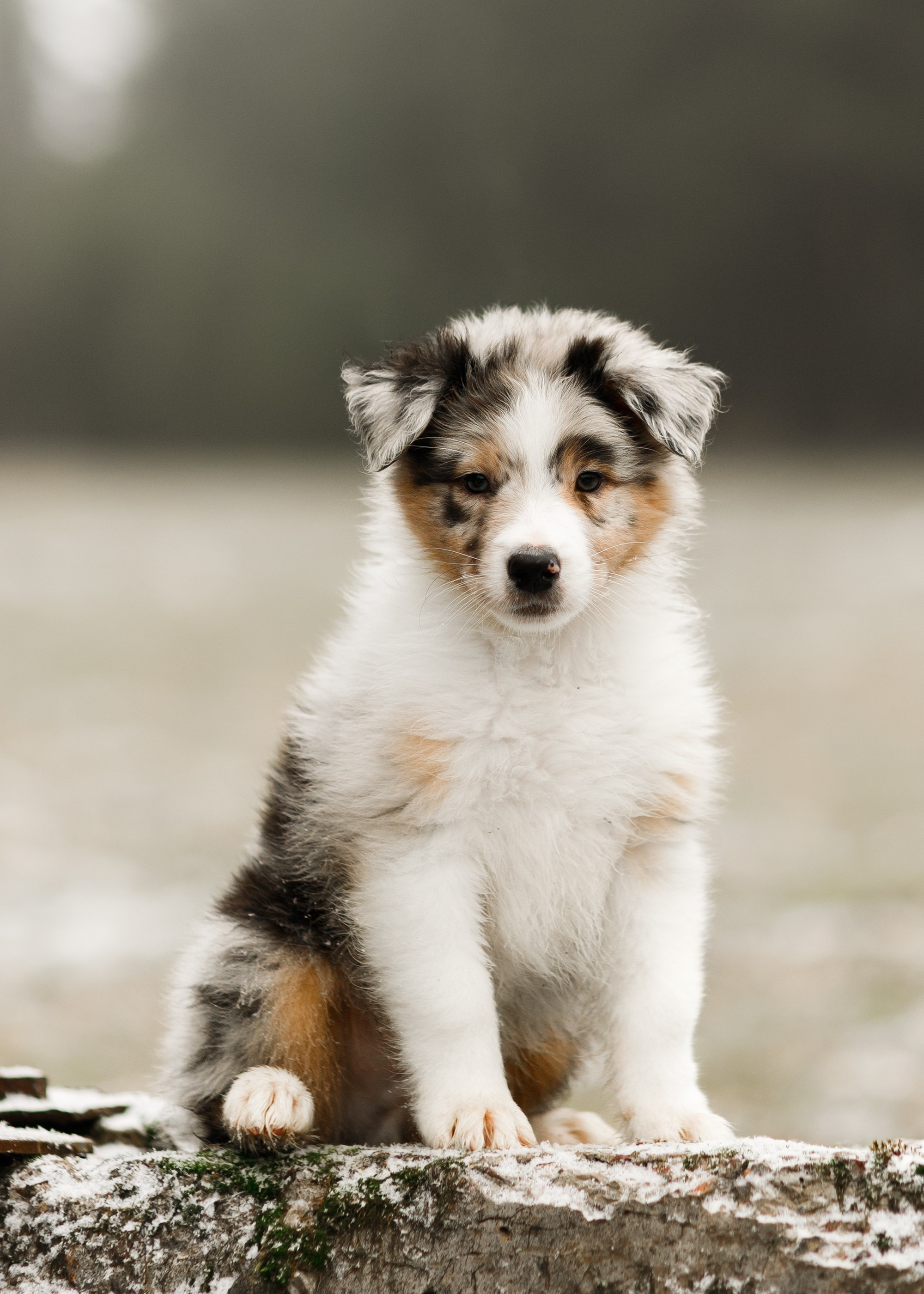 Pack of aussie puppies. Kaja | fotograf psów we Wrocławiu