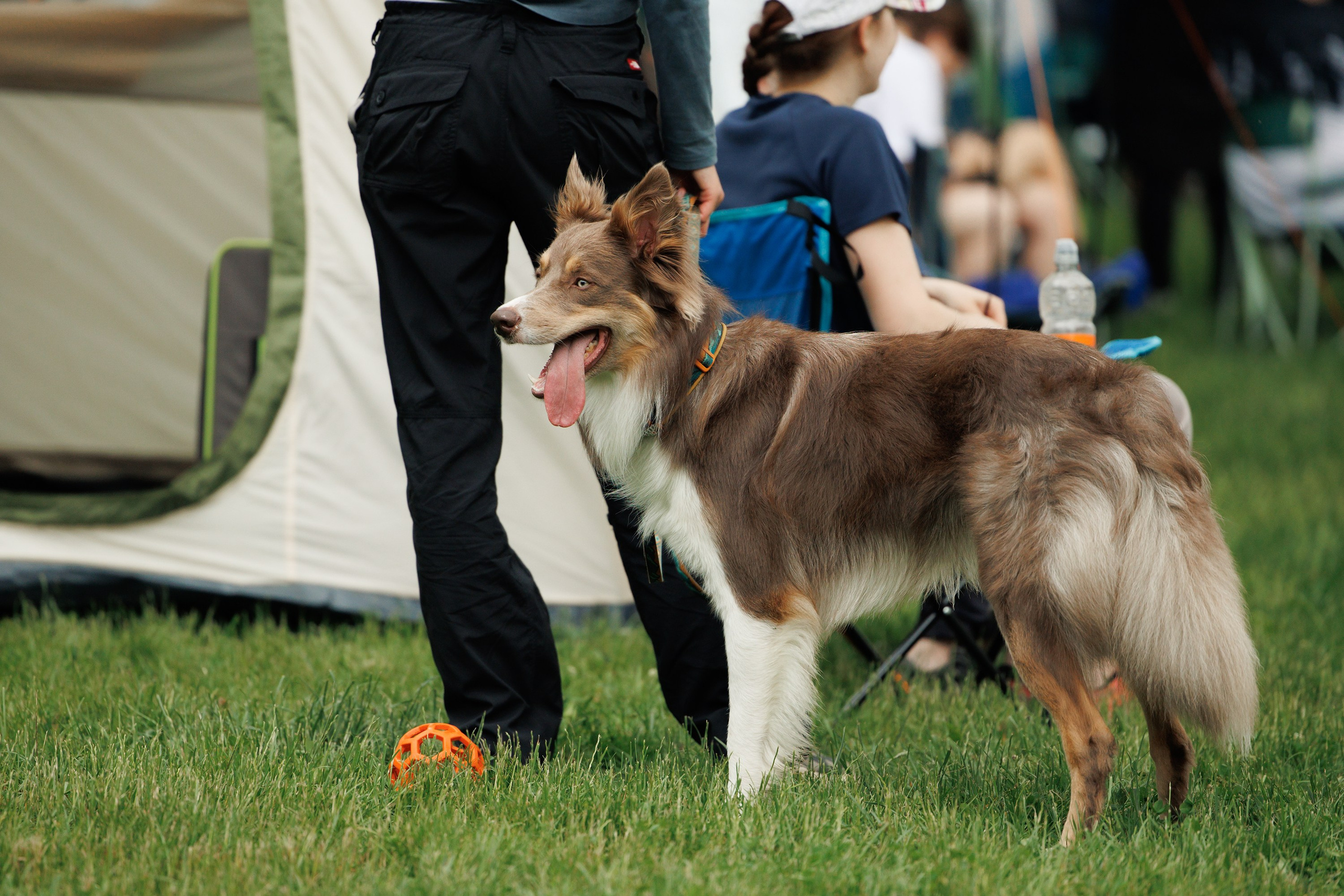 Latające psy, Wrocław'25. Kaja | fotograf psów we Wrocławiu