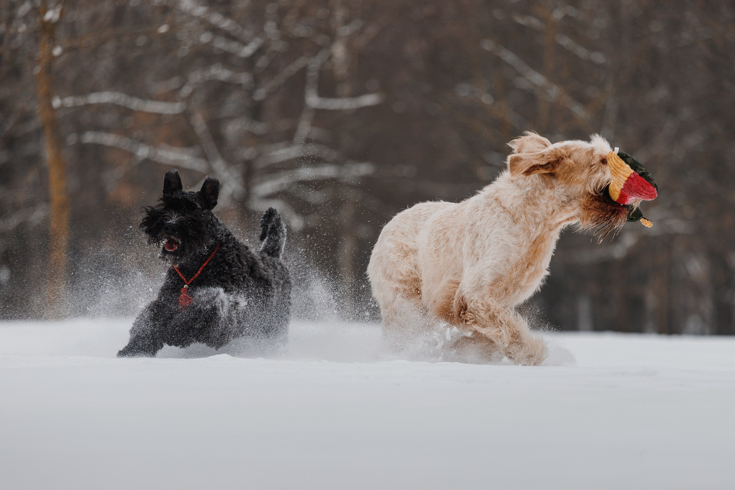 Kerry blue terrier & italian spinone. Kaja | fotograf we Wrocławiu | ludzie i psy