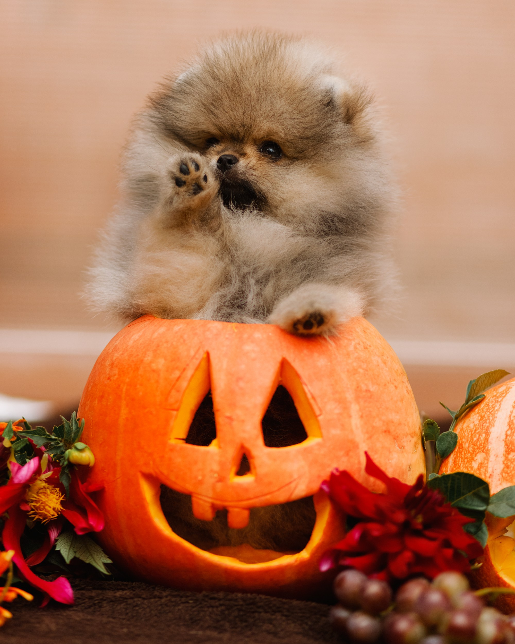 Halloween spitz puppies. Kaja | fotograf we Wrocławiu | ludzie i psy