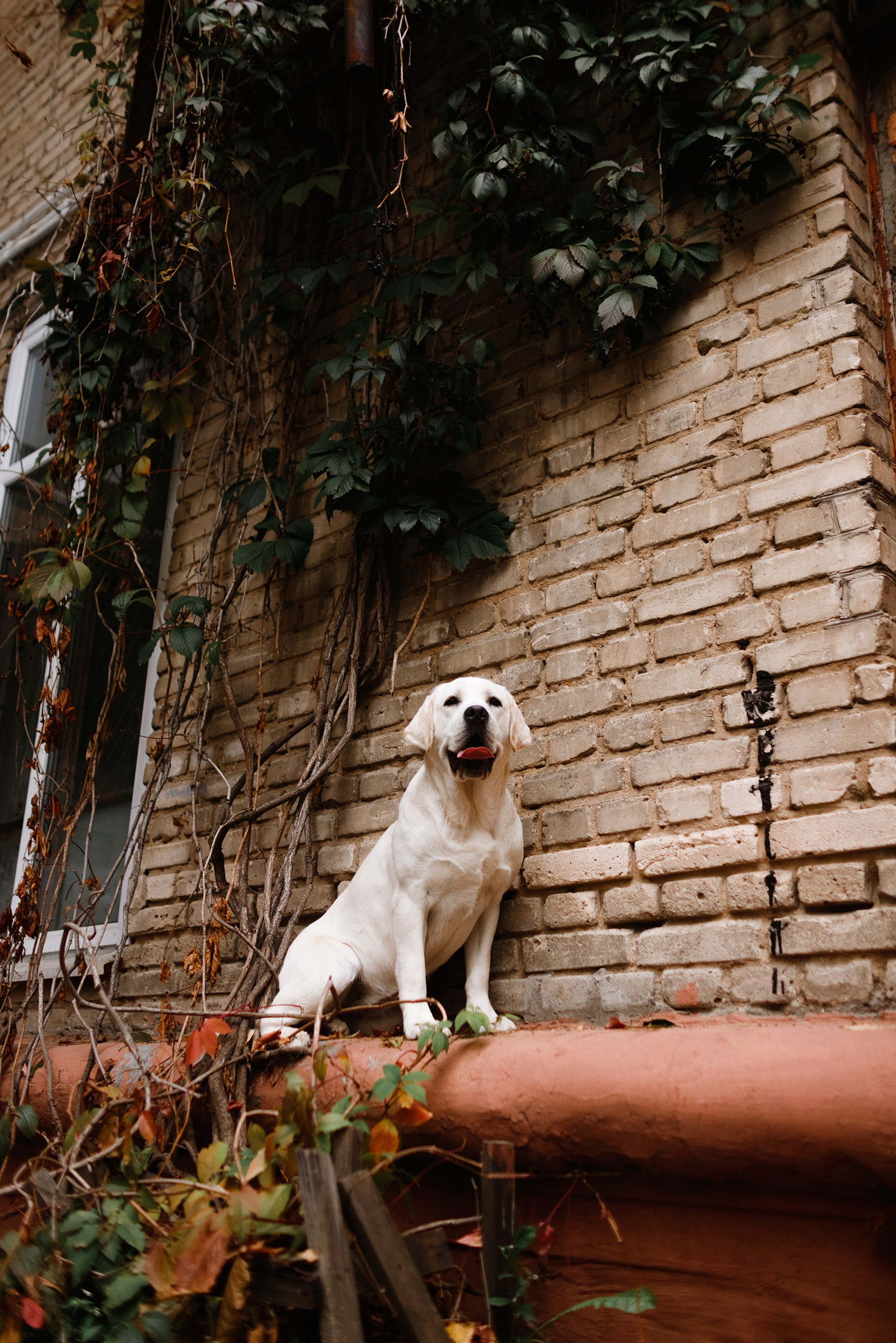 Tatiana & Tessa. Kaja | fotograf we Wrocławiu | ludzie i psy