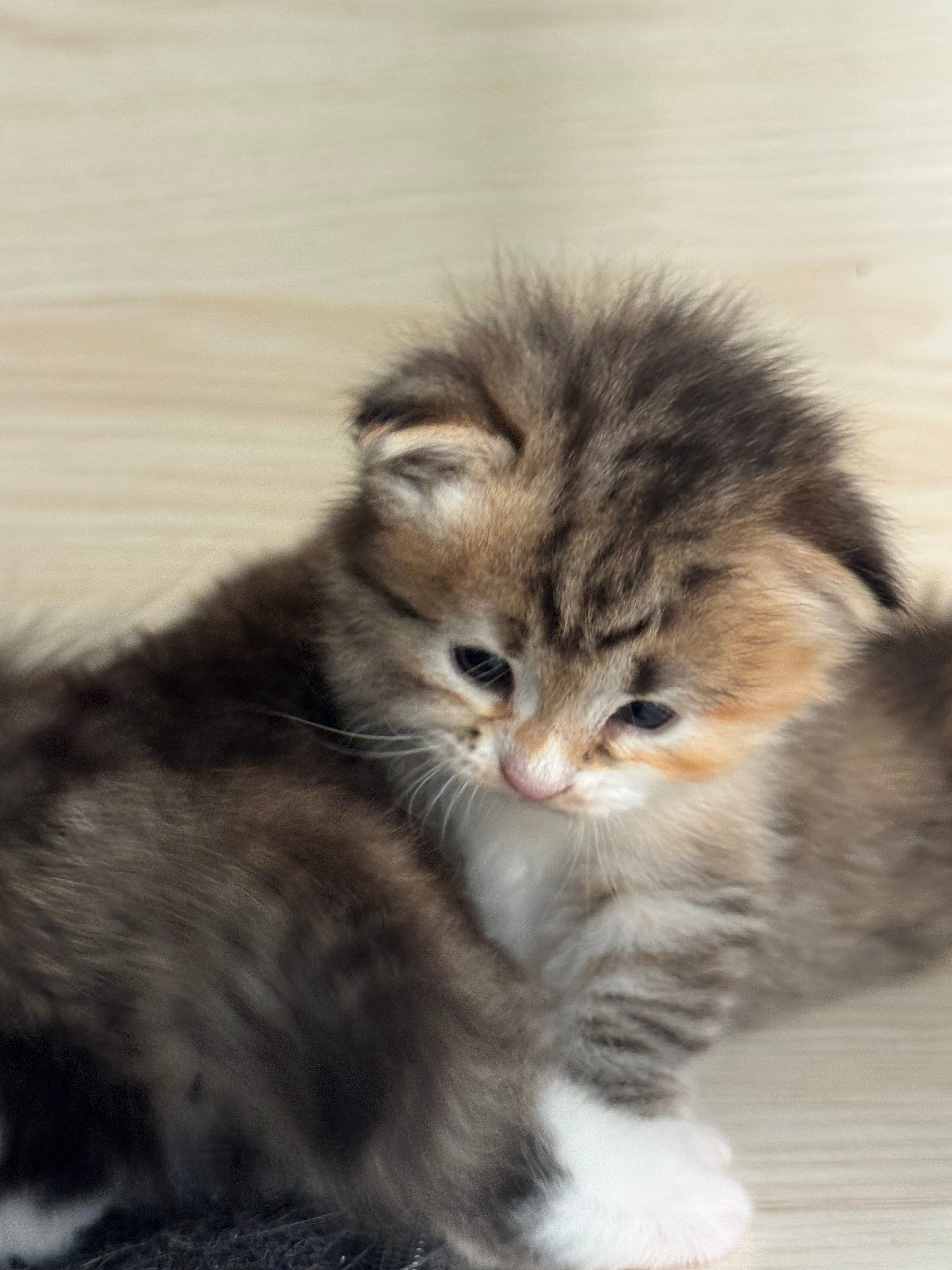 LEMON GREEN SIBERIANS LITTER OTMA