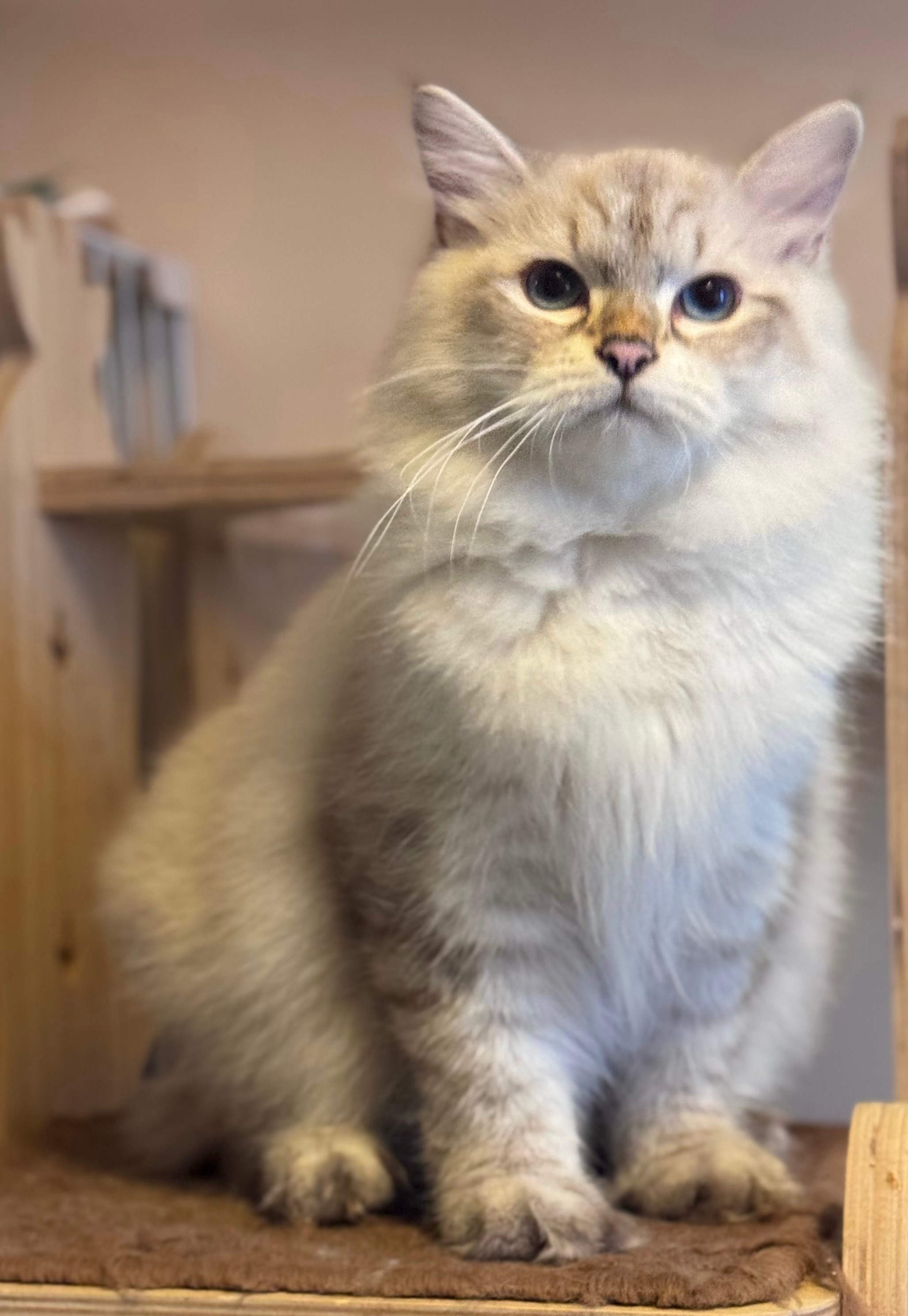 LEMON GREEN SIBERIANS AIUSHA