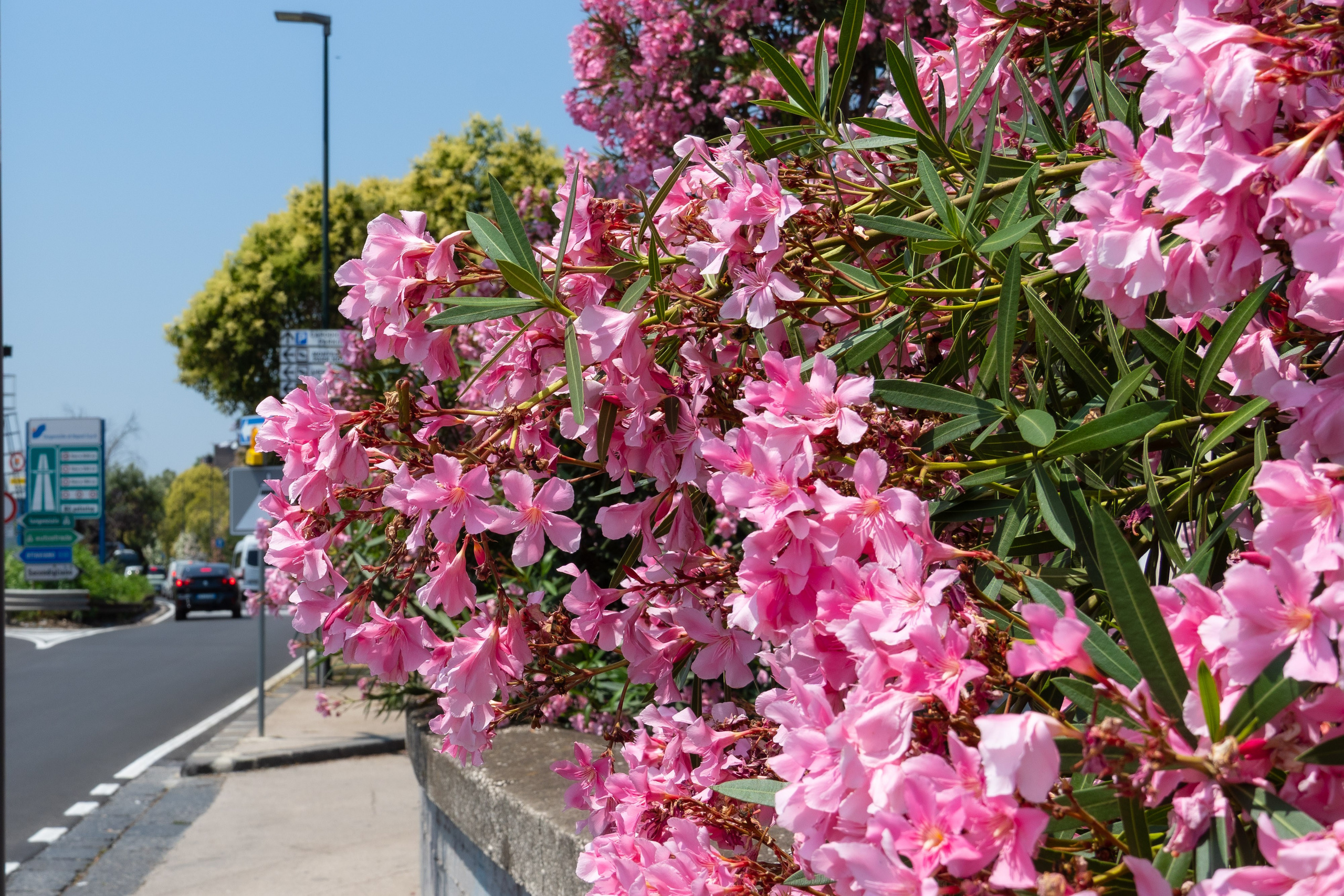 Napoli 2025. Fotografiideplacere.net